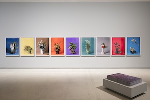 4 Destabilising states: Ann Shelton's Dark Matter : Blair French , Auckland Ann Shelton, Dark Matter , exhibition install views, Auckland Art Gallery Toi o Tāmaki, 2017; images courtesy Auckland Art Gallery Toi o Tāmaki; photos: Sam Hartnett