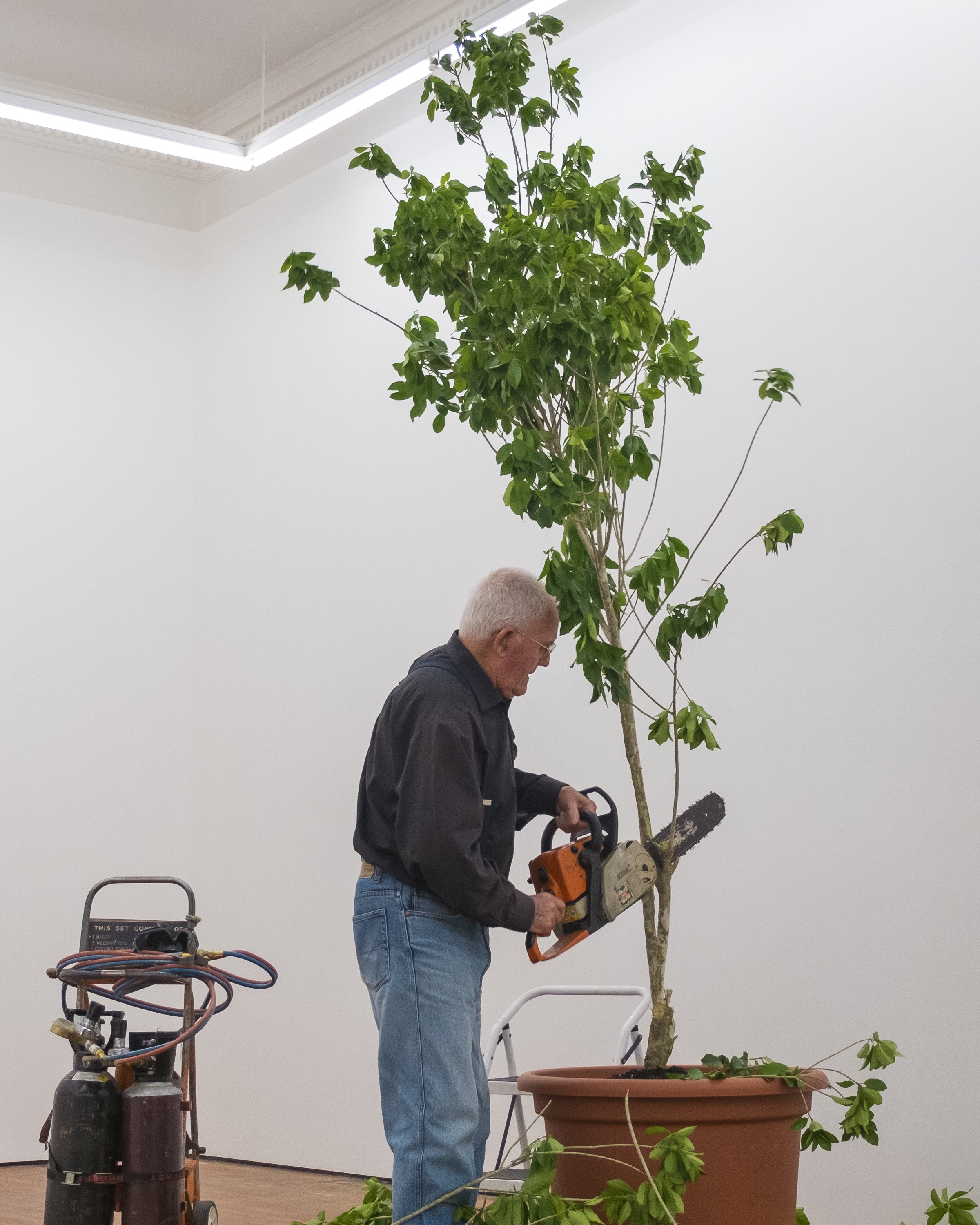  Jim Allen,  On Planting a Native , 1976/2014, performance view, Michael Lett, Karangahape Road, 2014; courtesy the artist and Michael Lett, Tamaki Makaurau/Auckland; photo: Victoria Wynne-Jones  