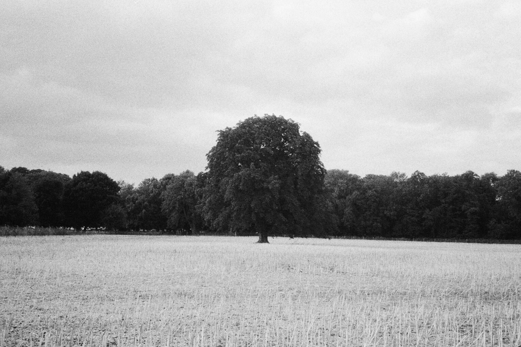 Tree.jpg