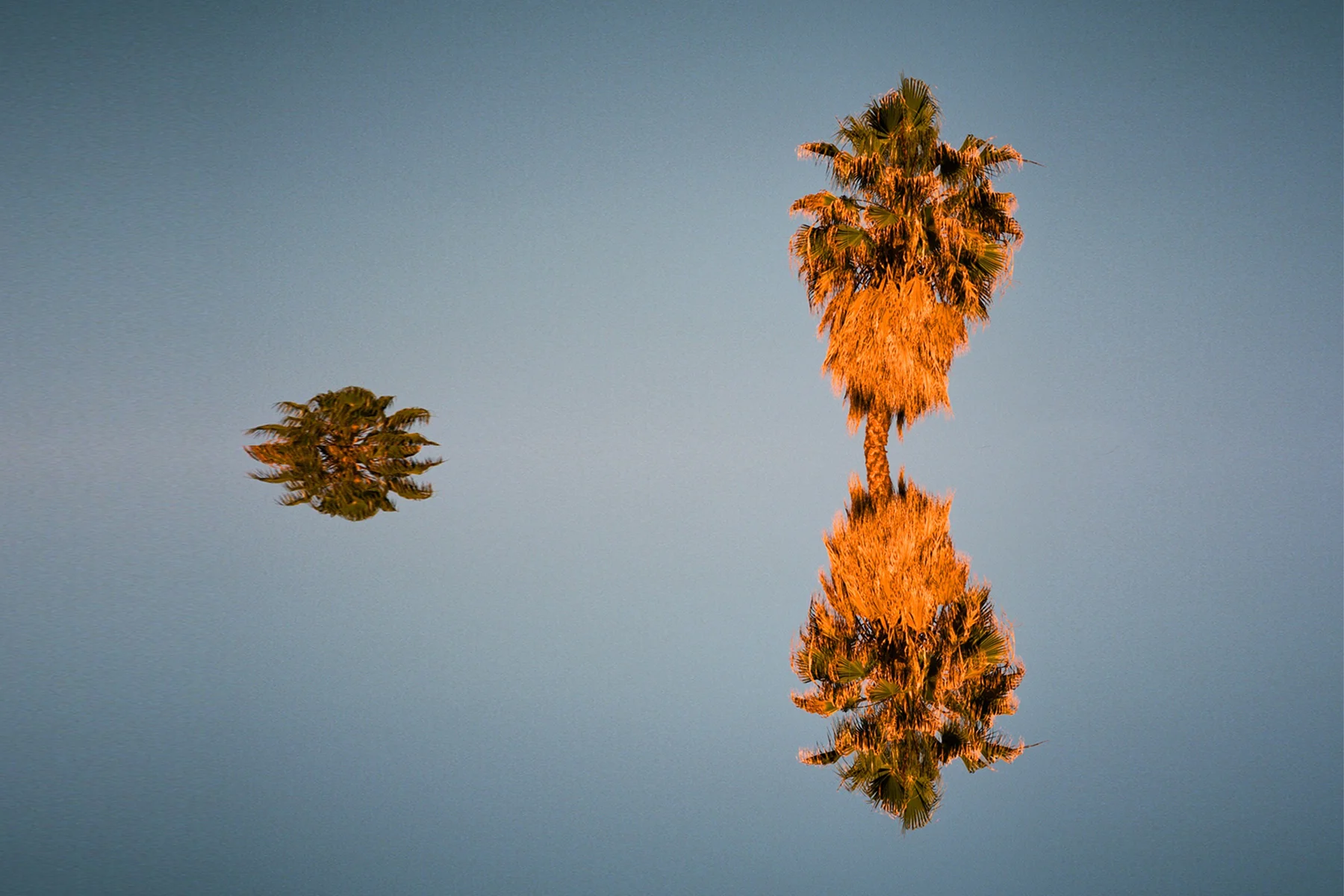 Palm.jpg