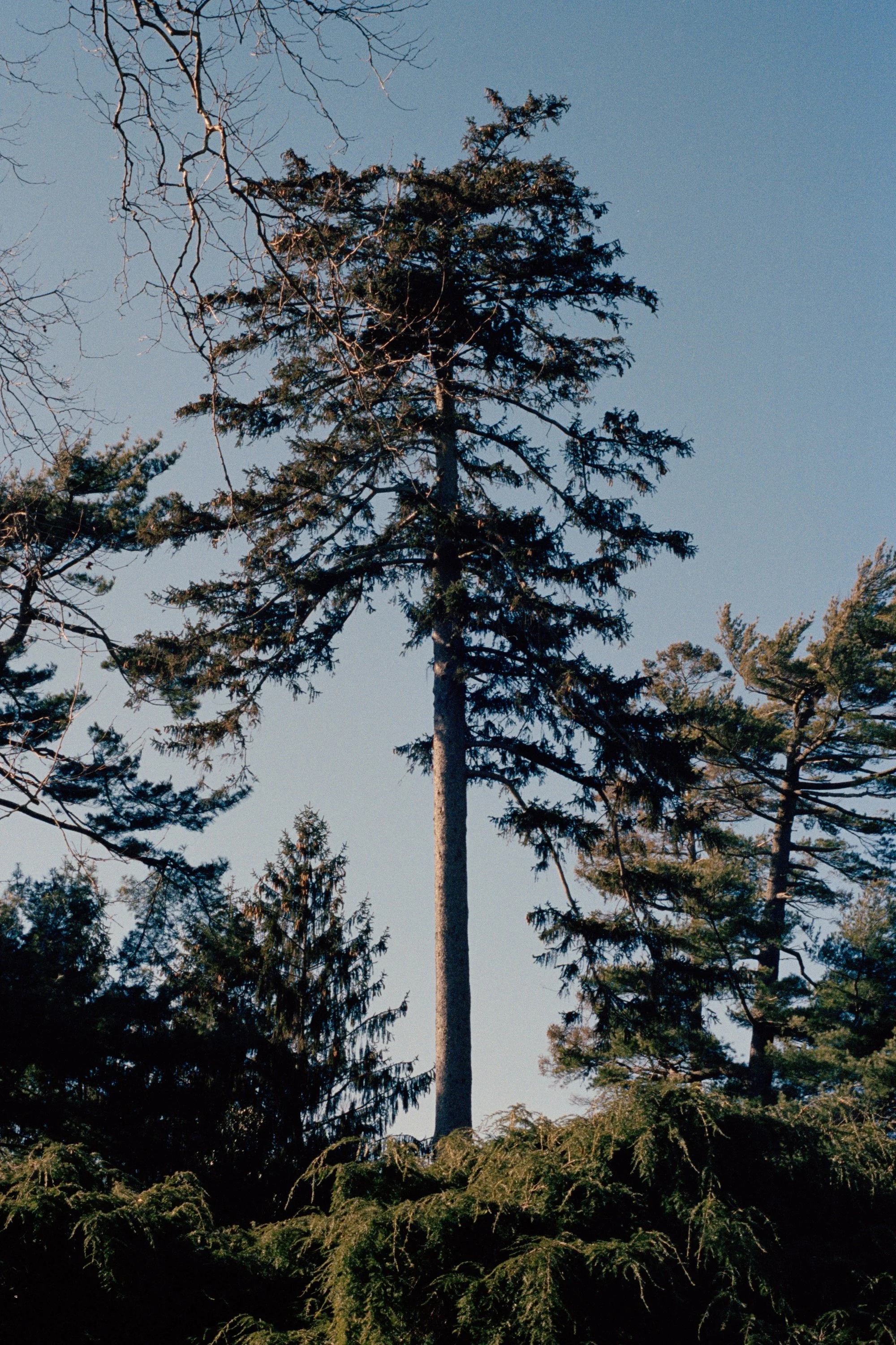 Arboretum7.jpg