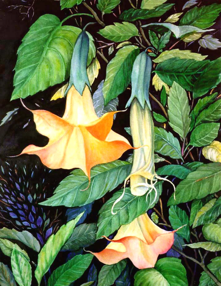 Datura.jpg
