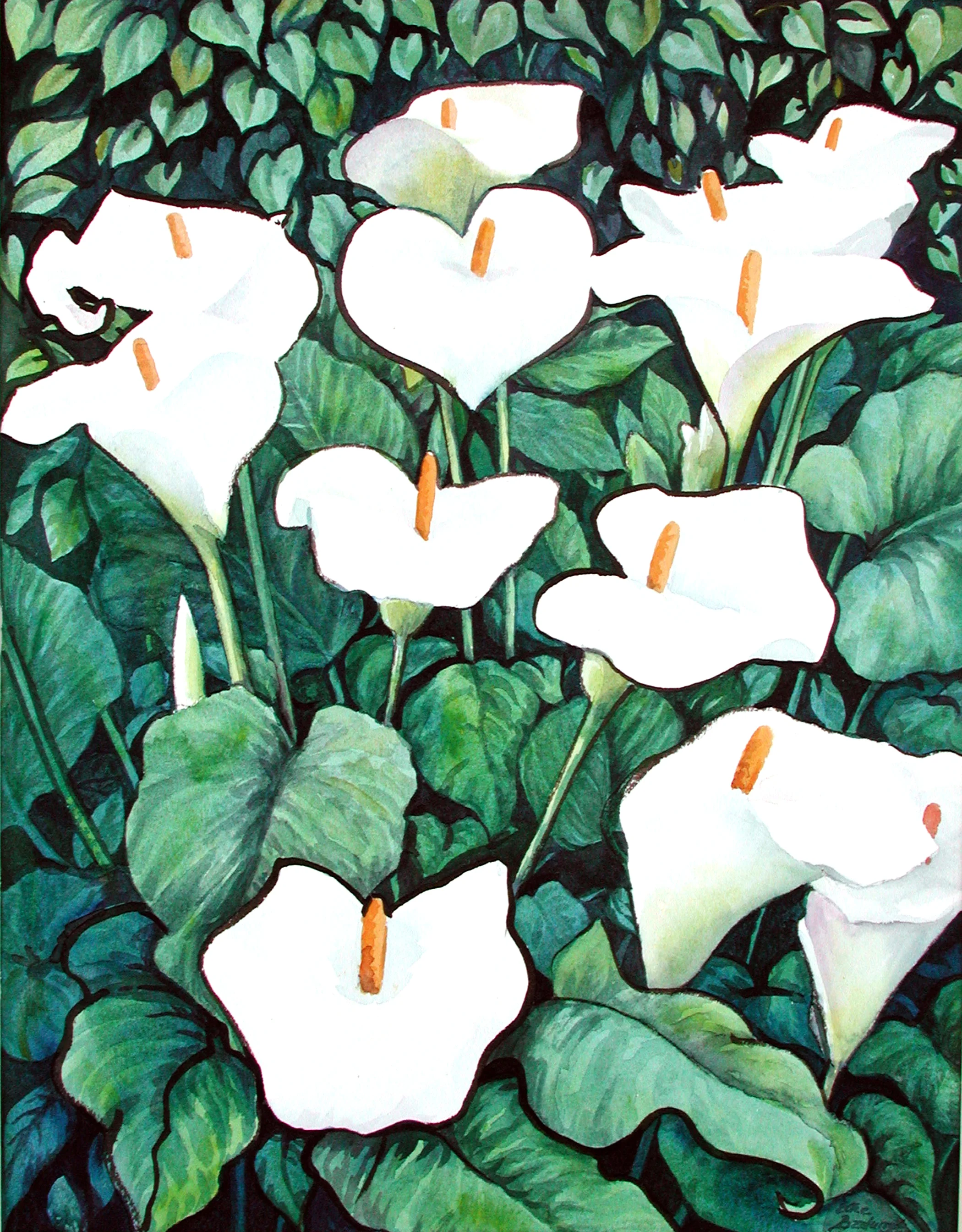 Cala Lily .jpg