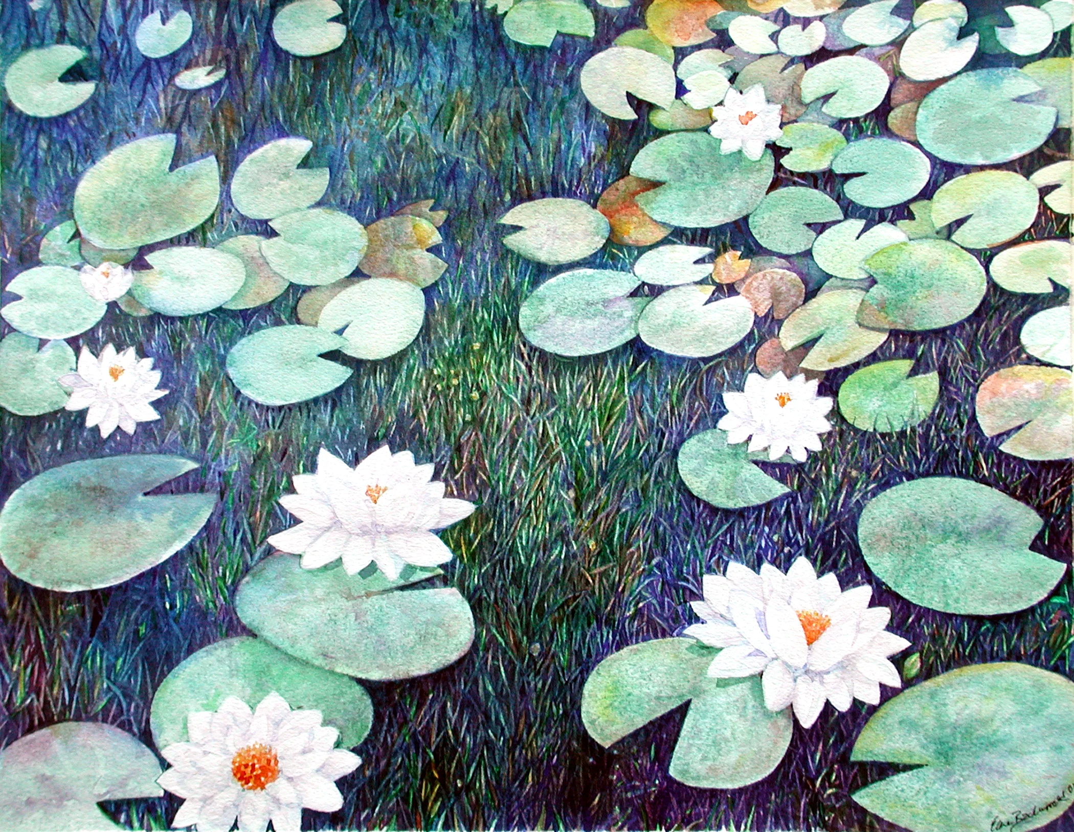 pond.jpg