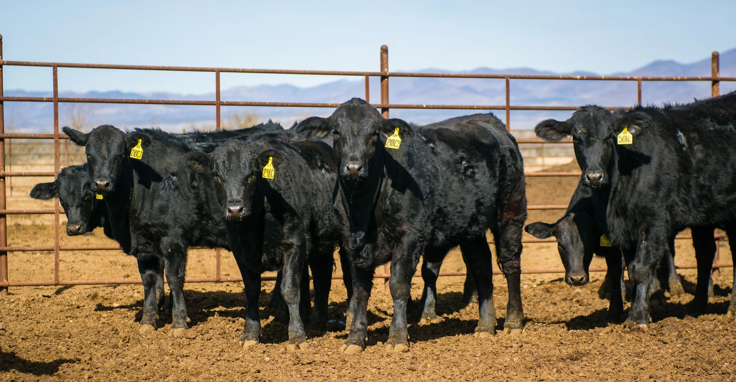 Carter Brangus-2.jpg