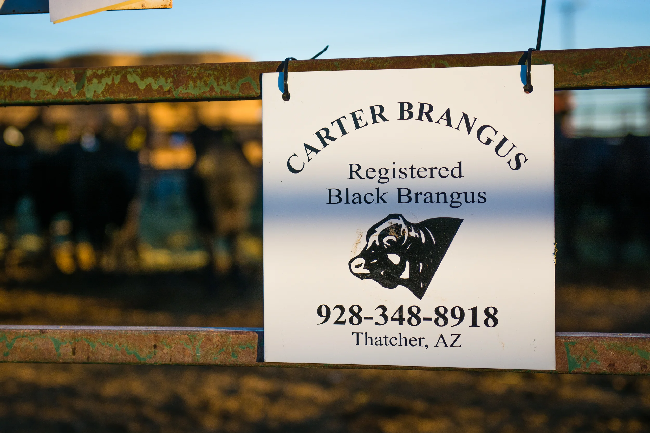 Carter Brangus-3.jpg