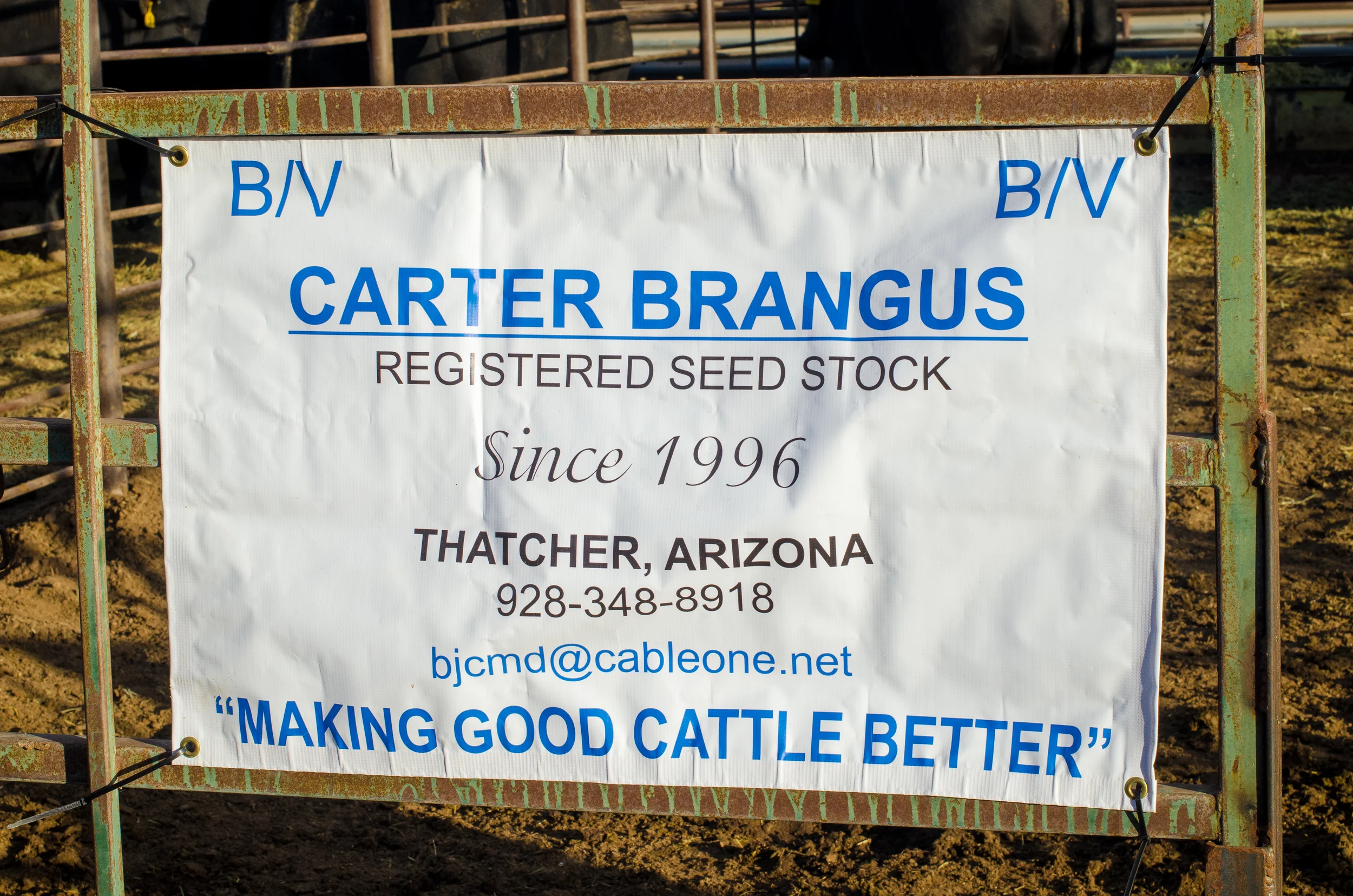 Carter Brangus-58.jpg