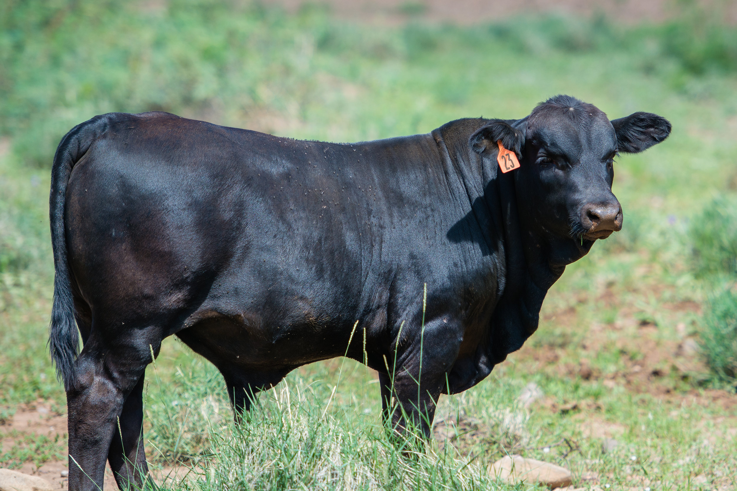 Carter Brangus Bull Calf #23.jpg