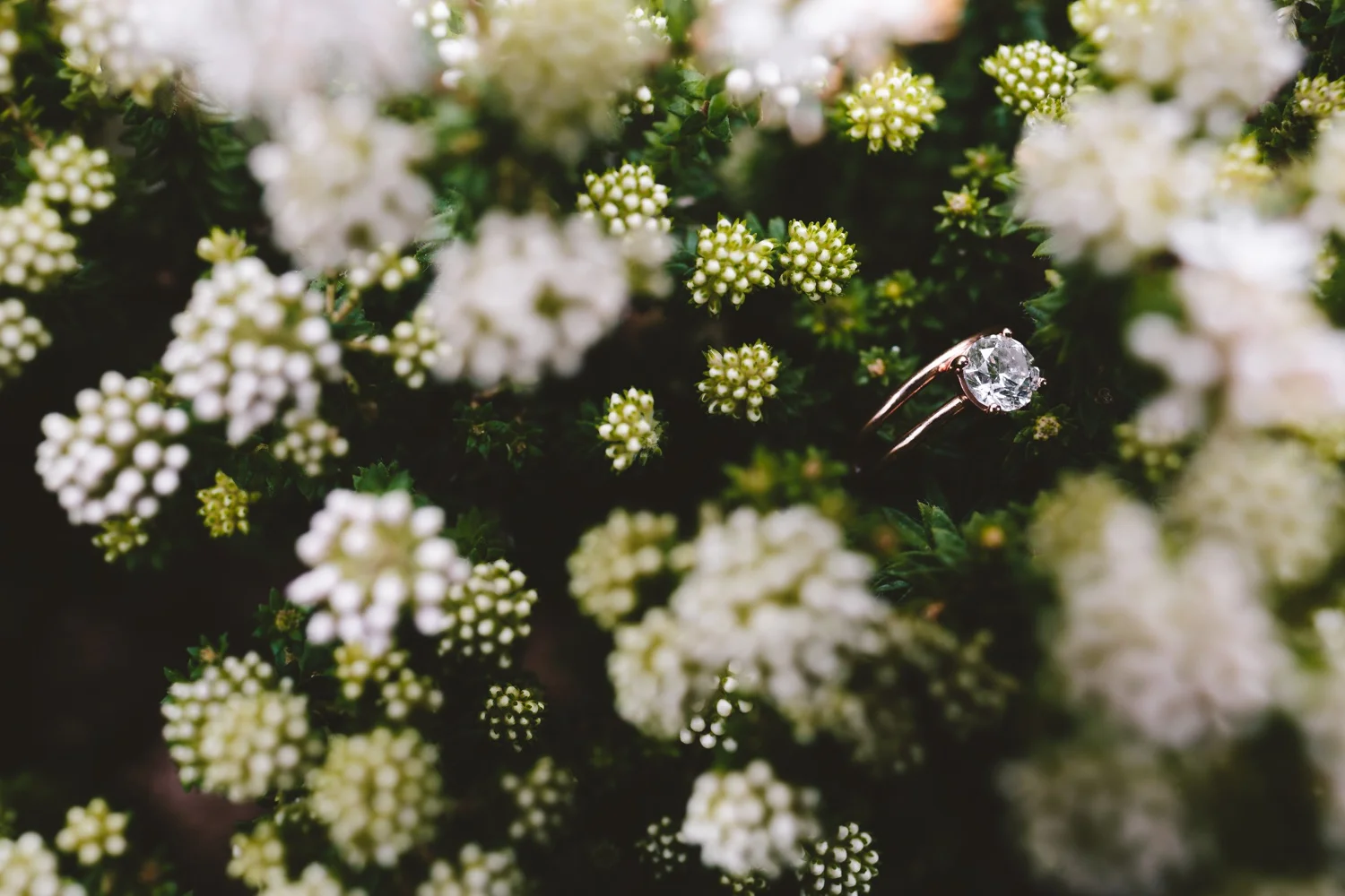 cathryn_warwick_wearecharlieray_hopewell_conservation_eastern_cape_wedding_0000.jpg