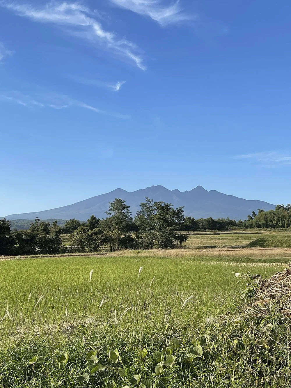 yatsugatake-rice.jpg