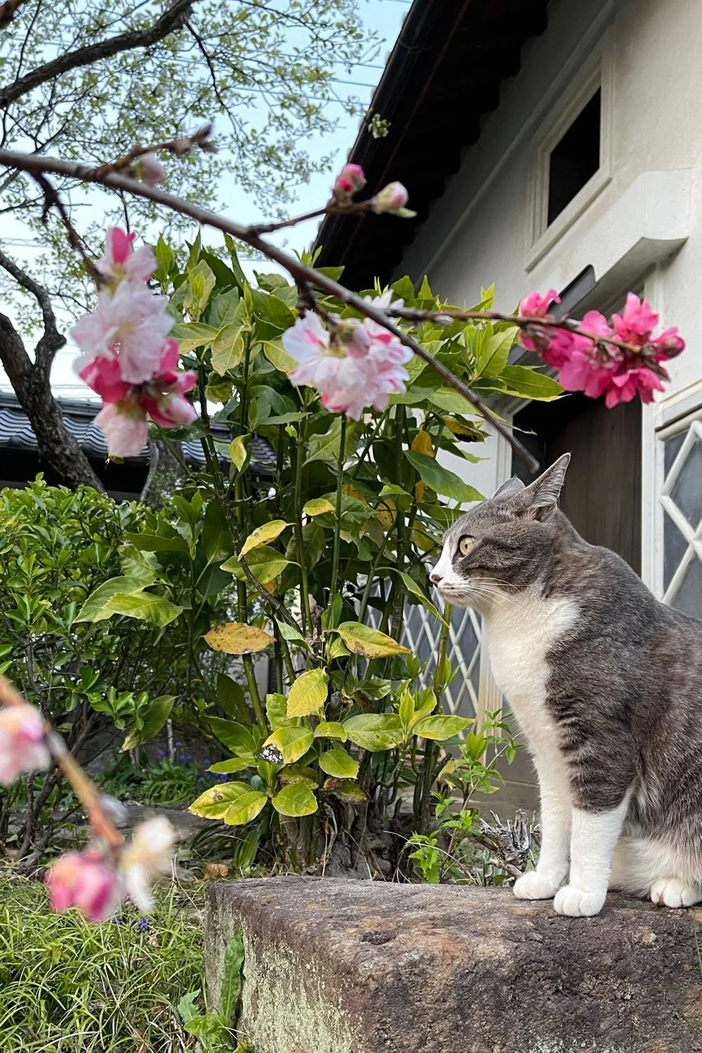 lychee.JPG