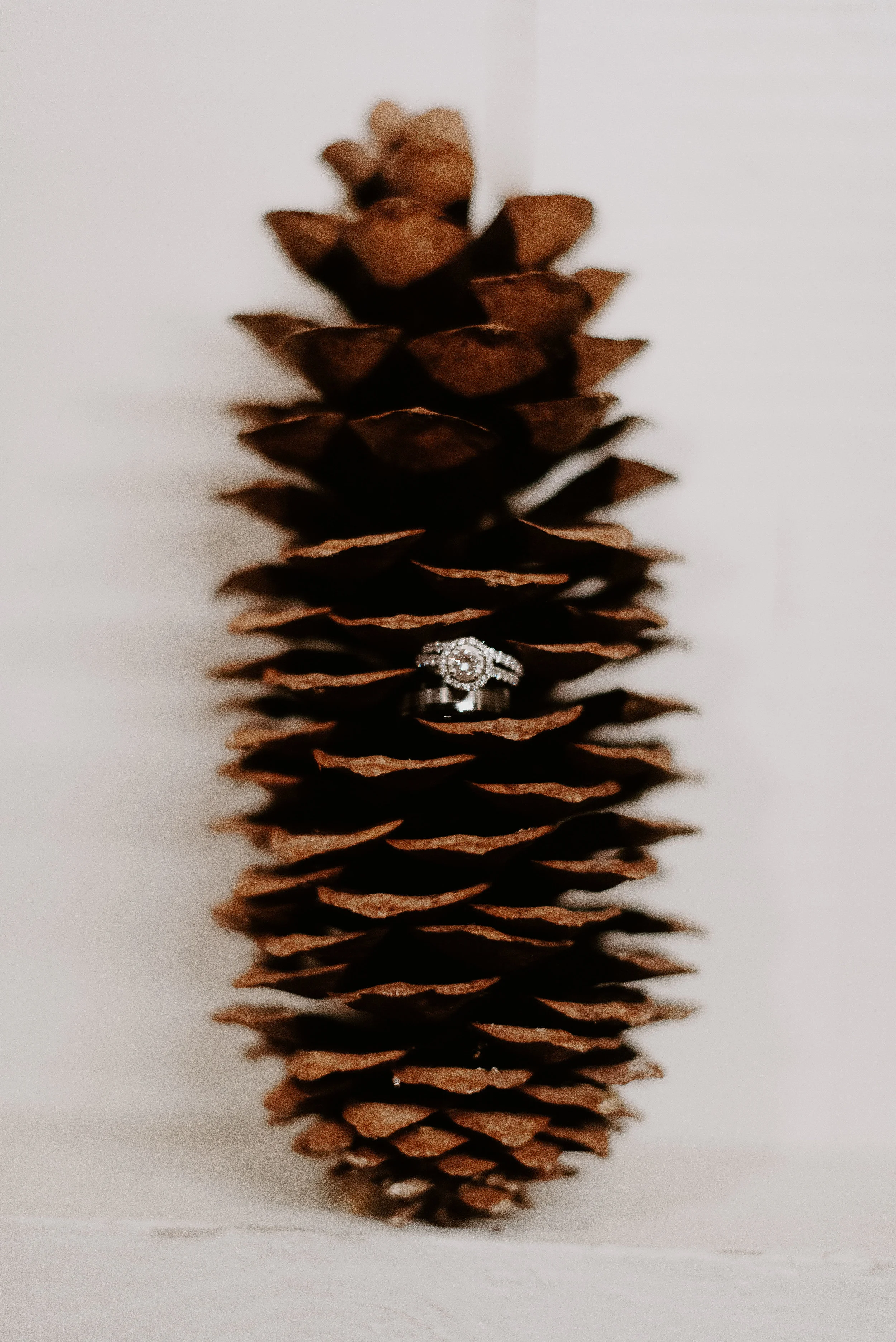 Wedding rings sitting on a pine cone