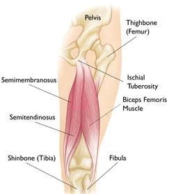 Hamstring.jpg