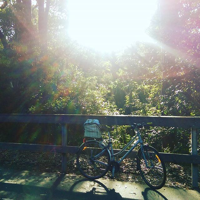 Beautiful #light on the #FernleighTrack  #thismorning! #cycling #sunshine #CSN4me