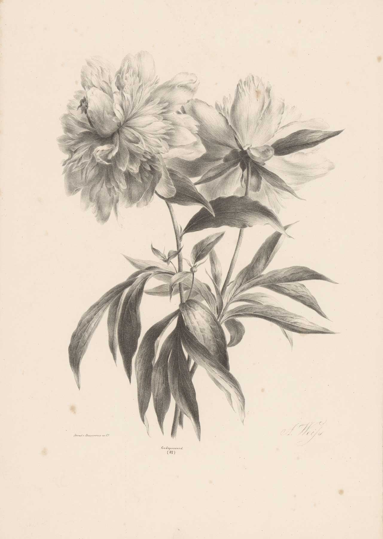 Peony-StudyWS.jpg