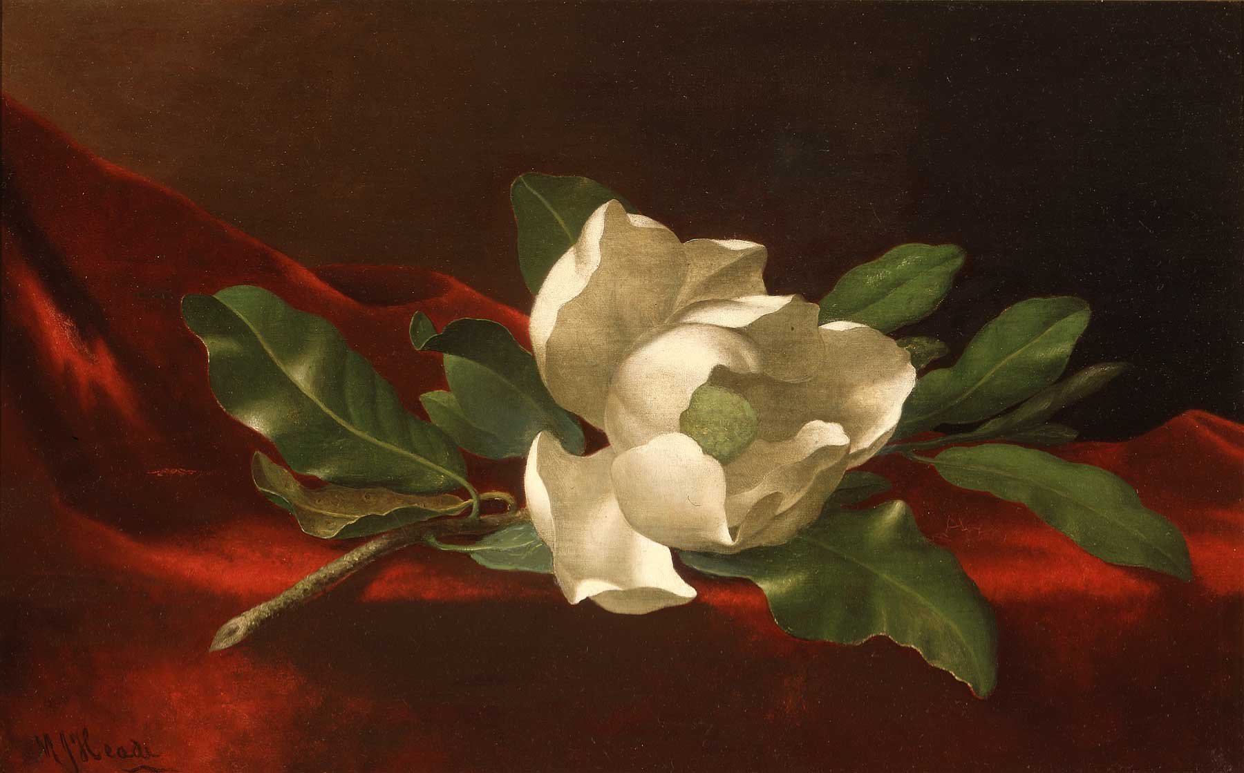 Magnolia-on-VelvetWS.jpg