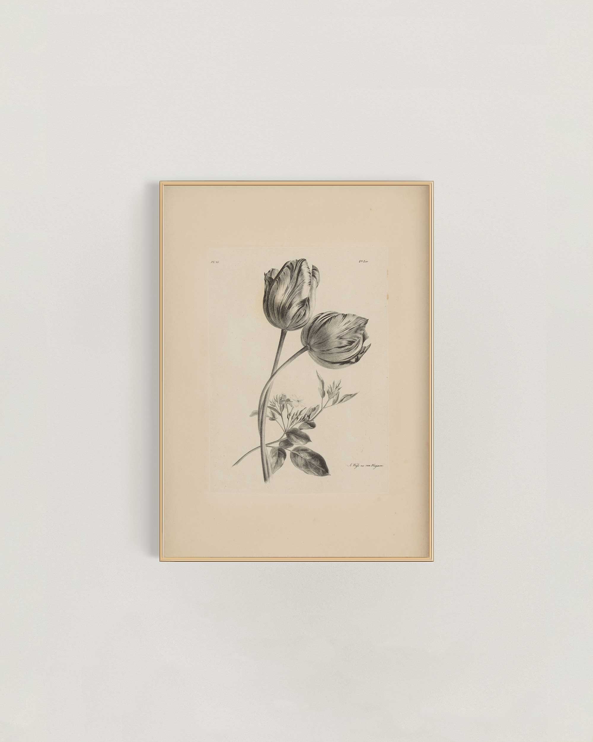 Tulip-StudyFrame-.jpg