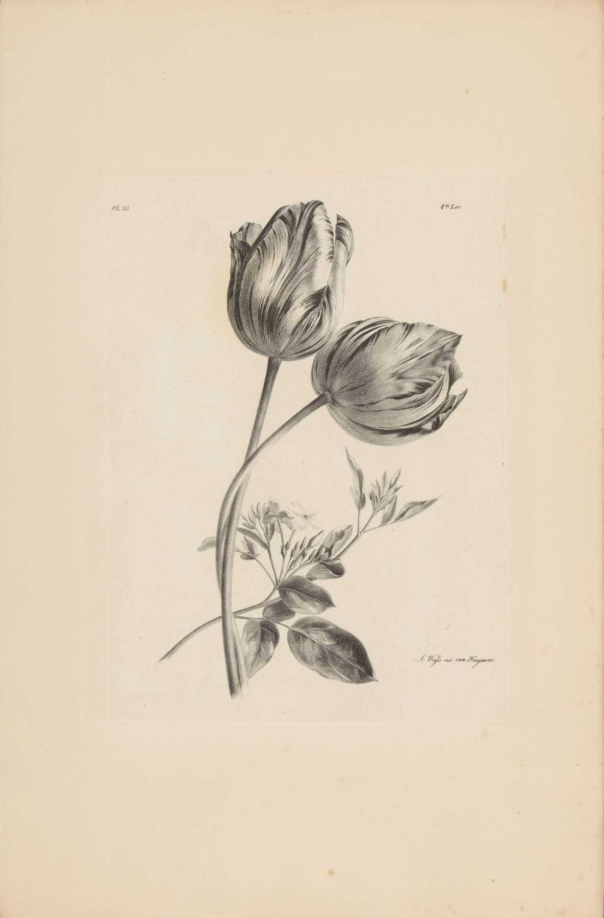 Tulip-StudyWS.jpg