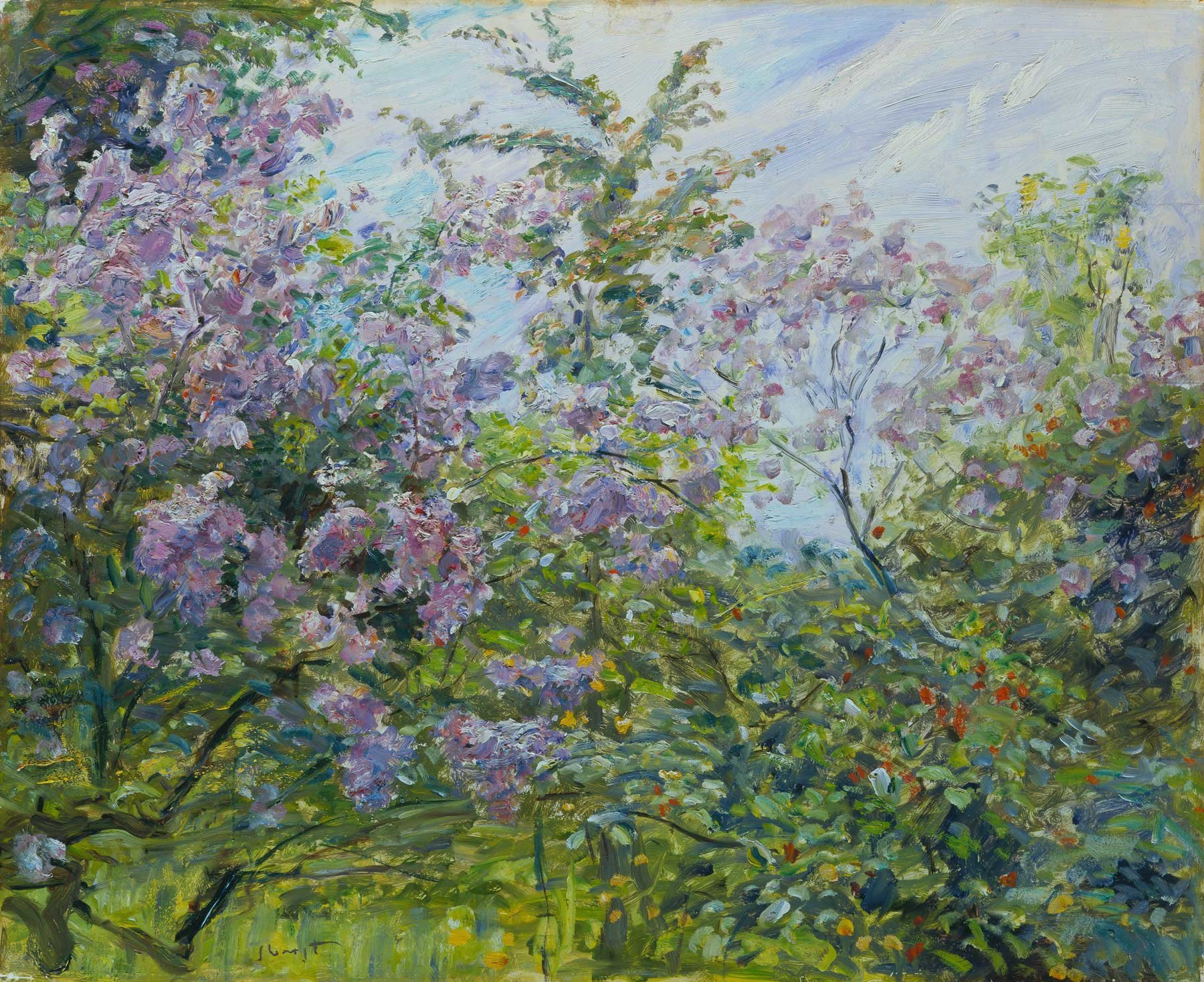 Blooming-LilacWS.jpg