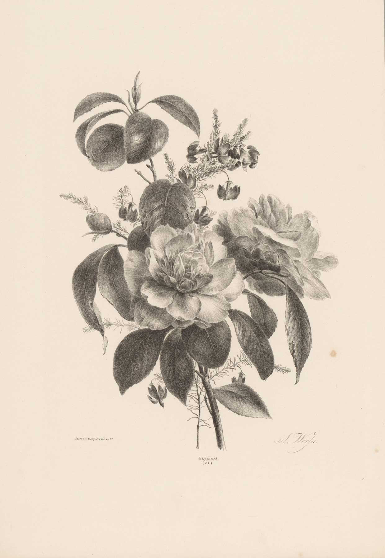 Rose Study II