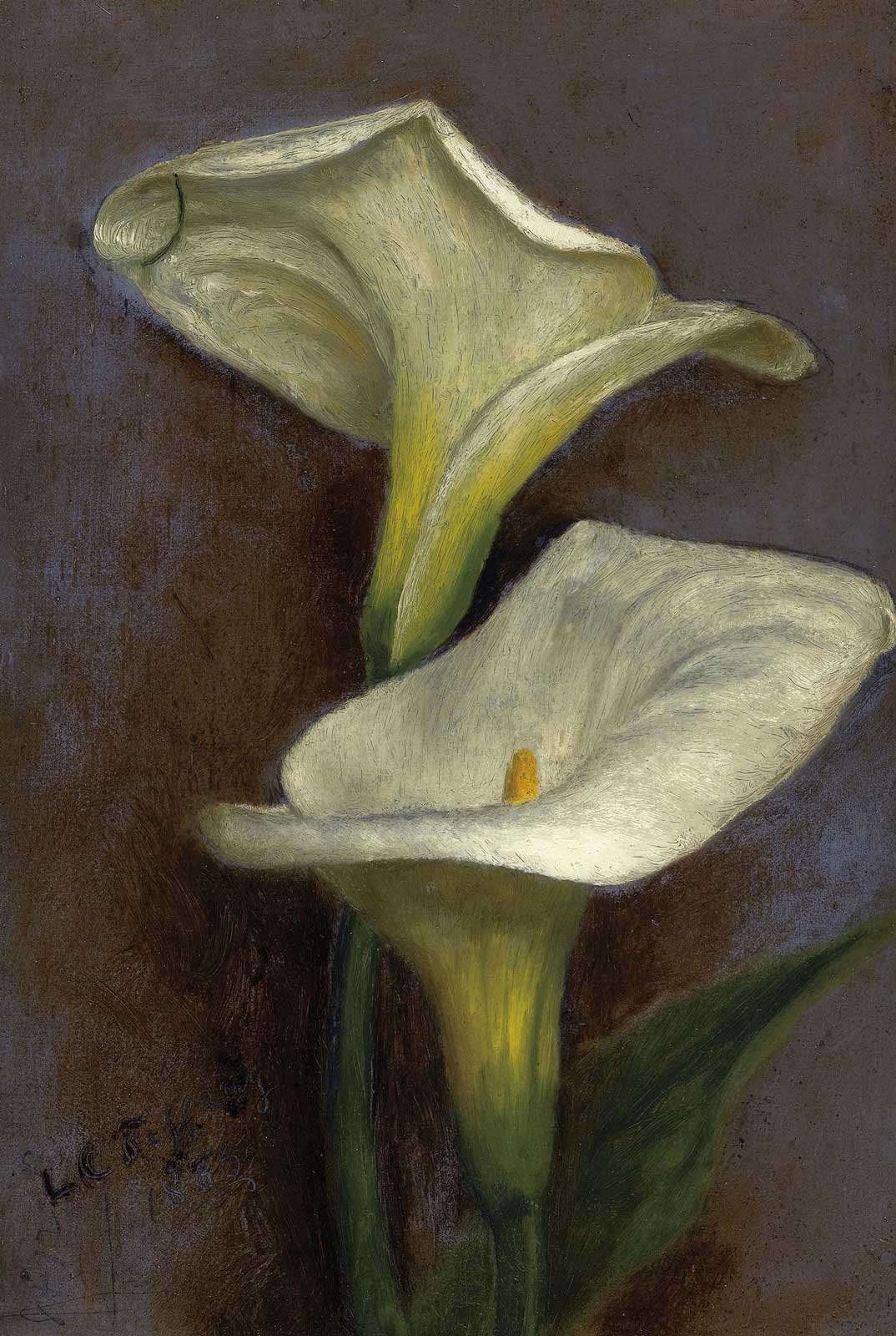 Calla Lilies