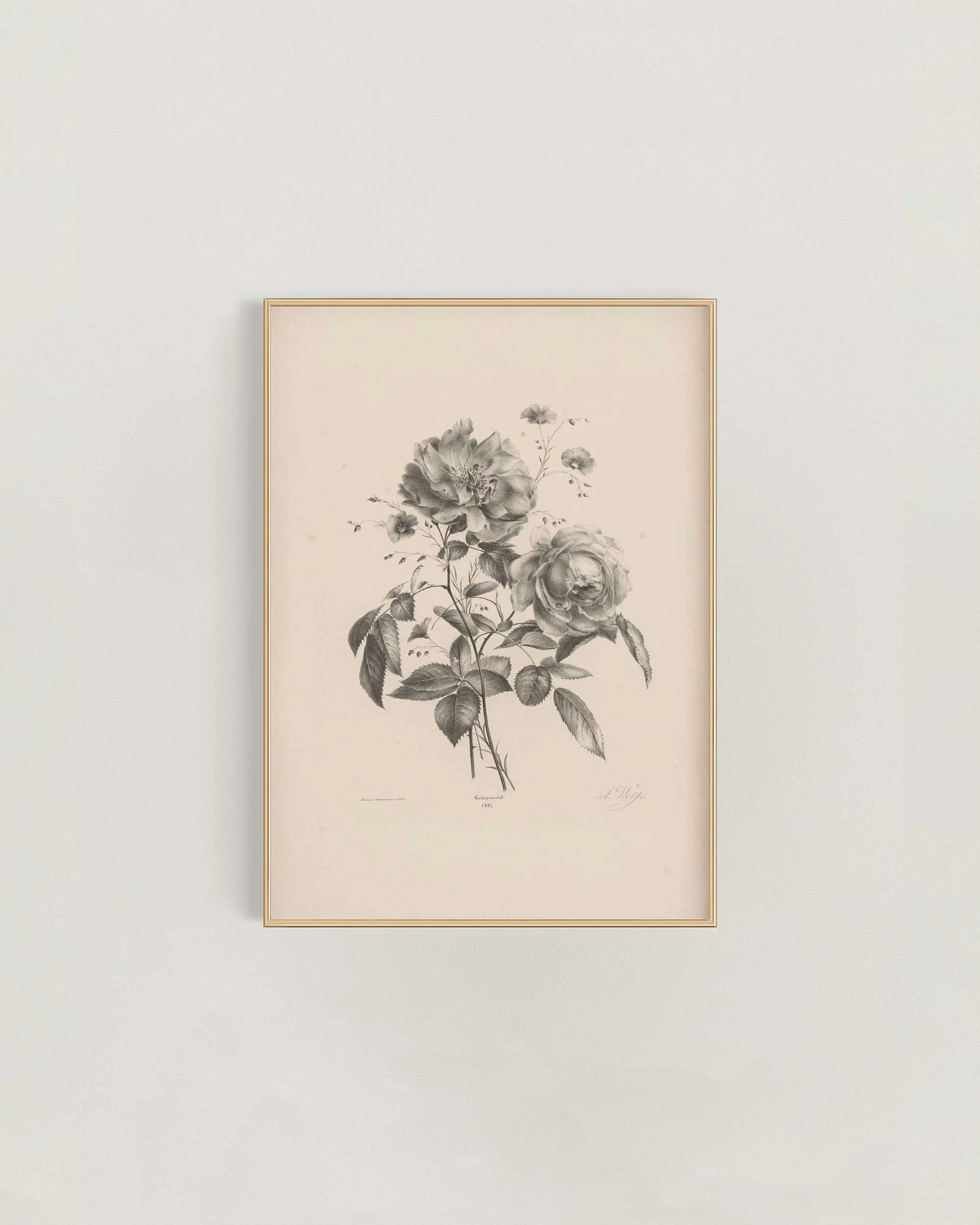 Rose-Study-IFrame-.jpg