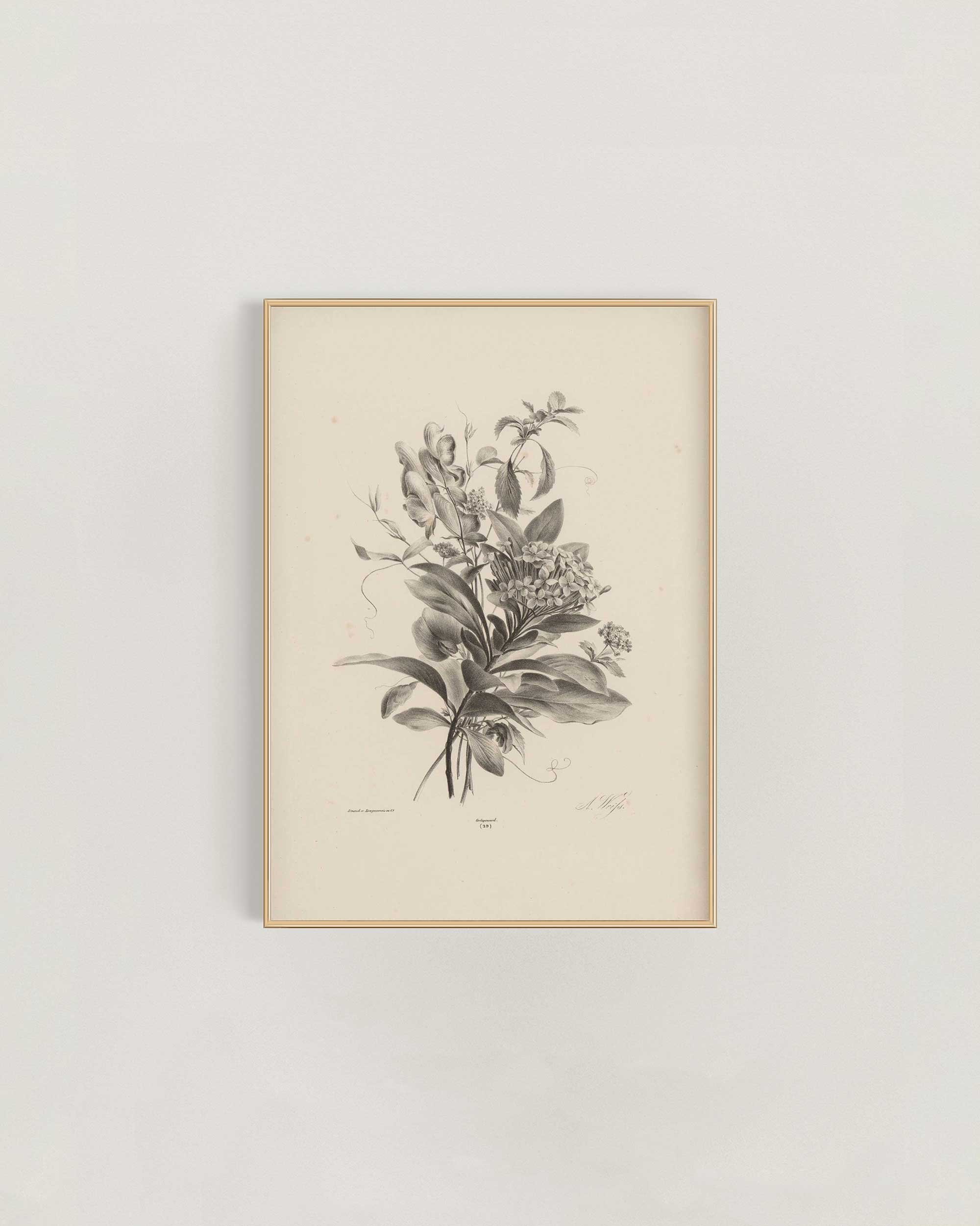 Hydrangea-StudyFrame-.jpg