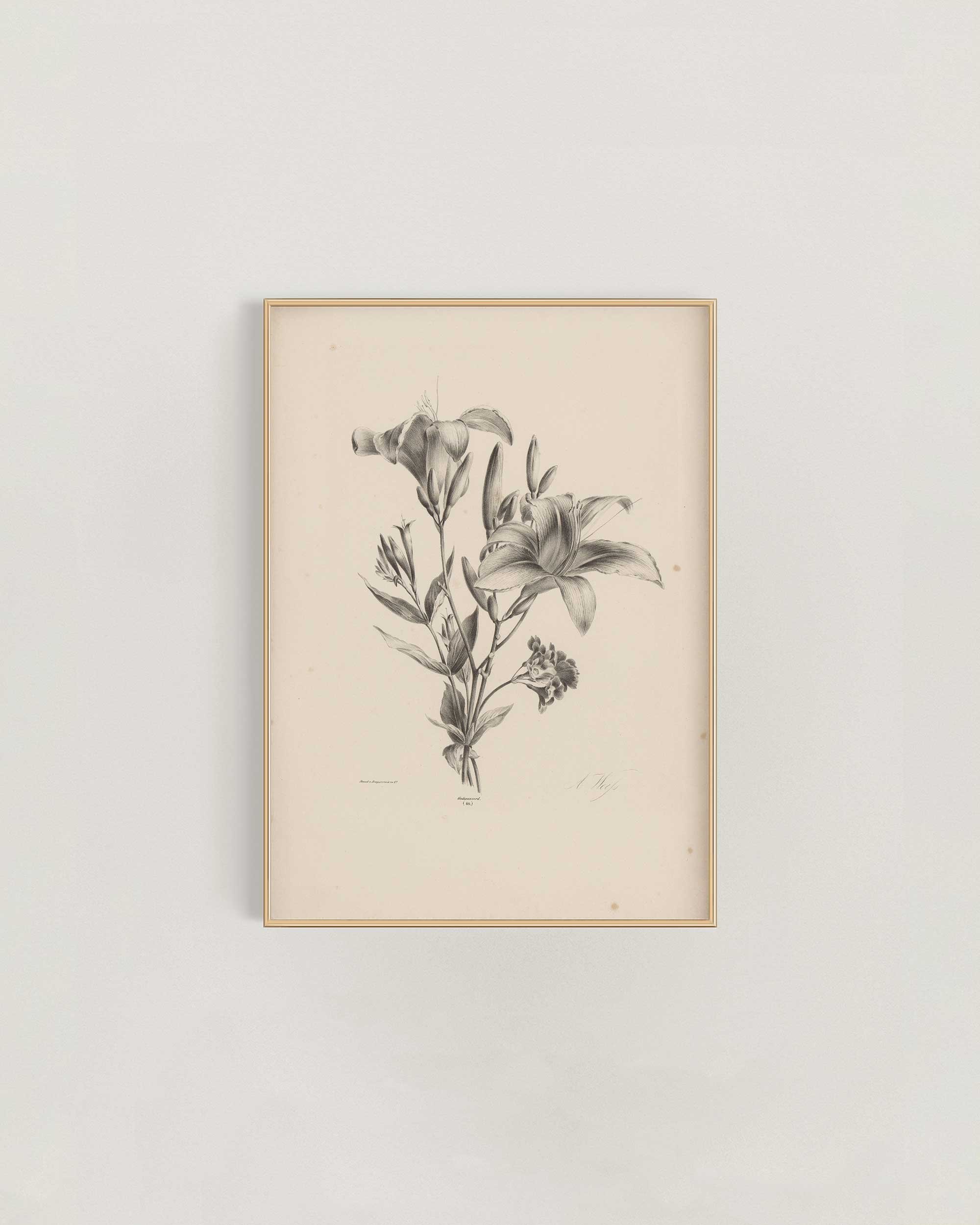Lily-Study-Frame-.jpg