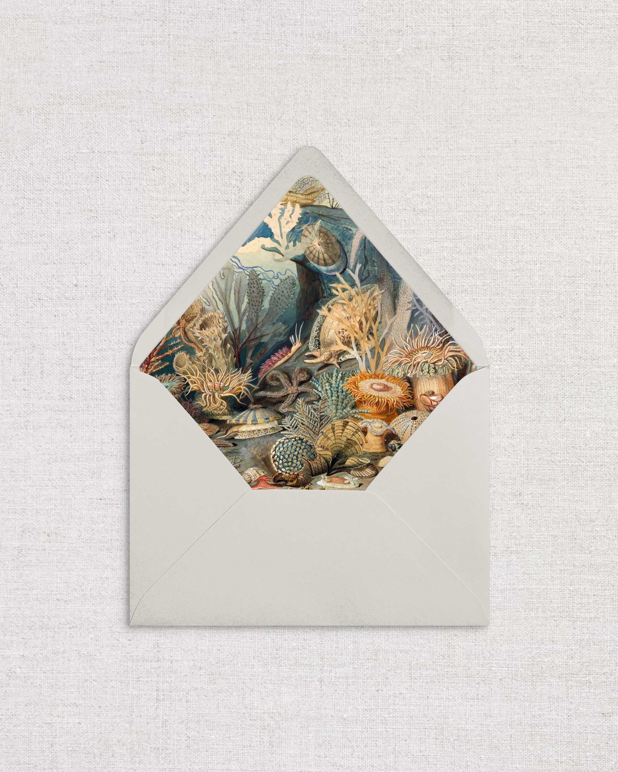 Ocean-Life-Envelope-.jpg