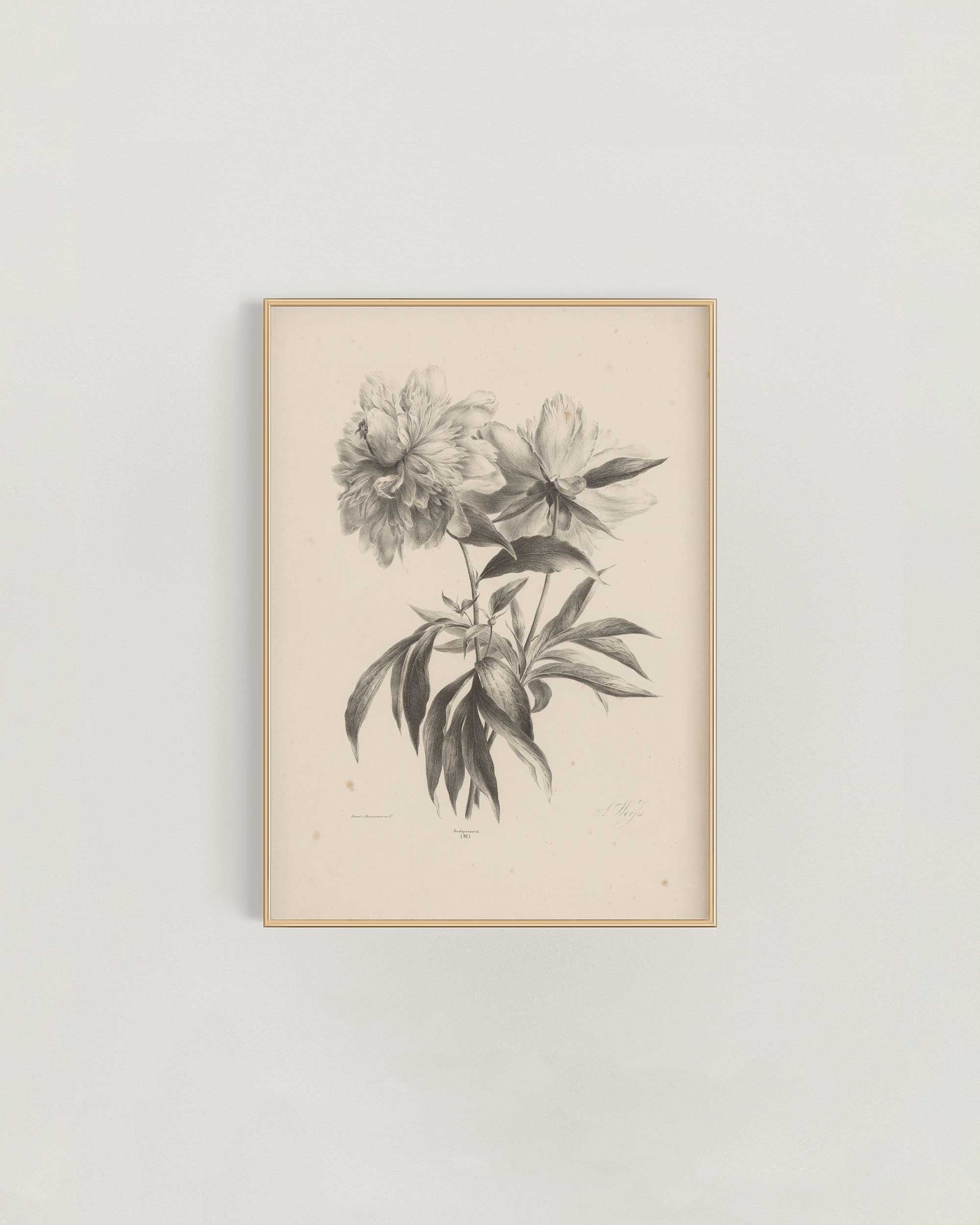 Peony-Study-Frame-.jpg