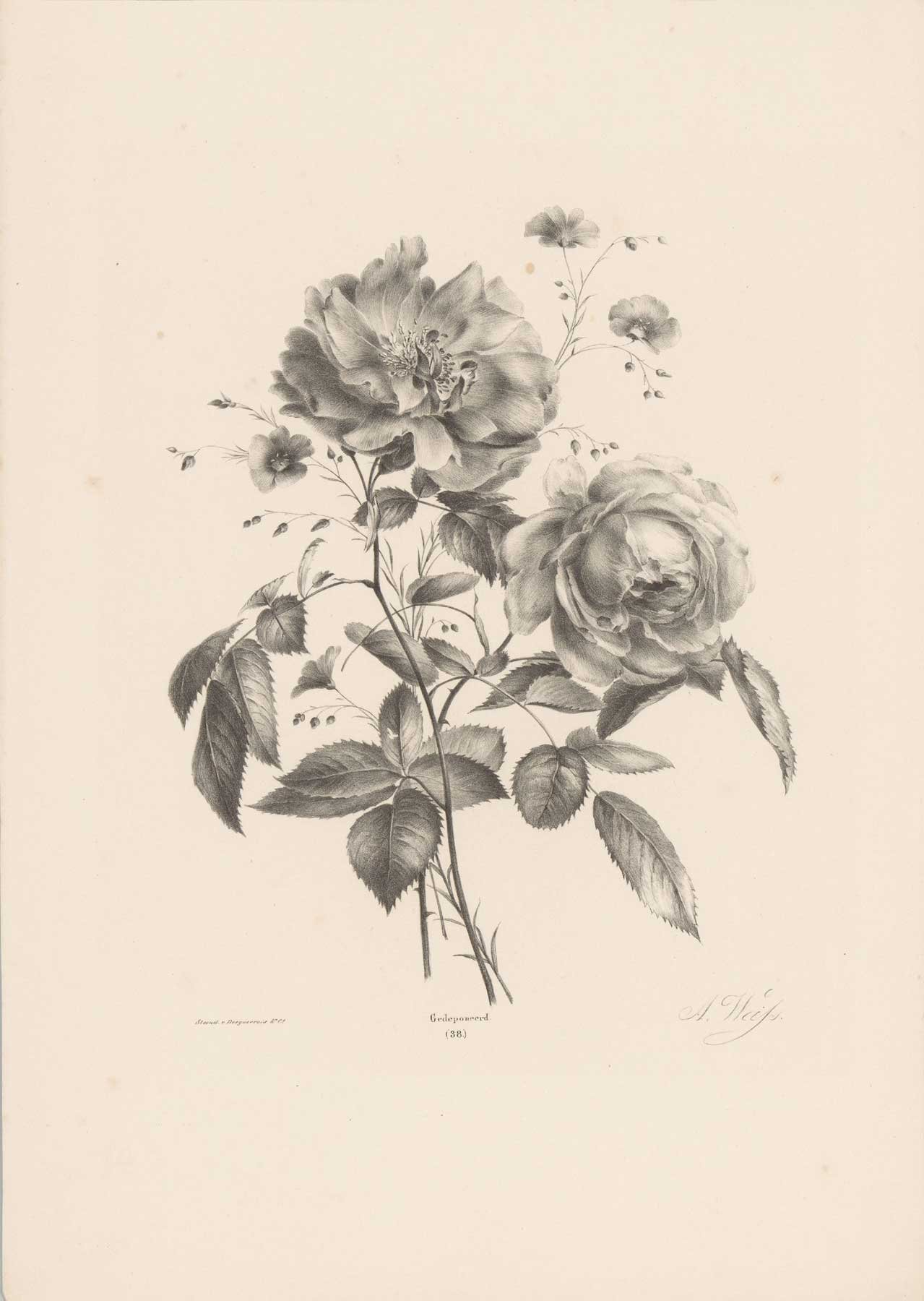 Rose Study I