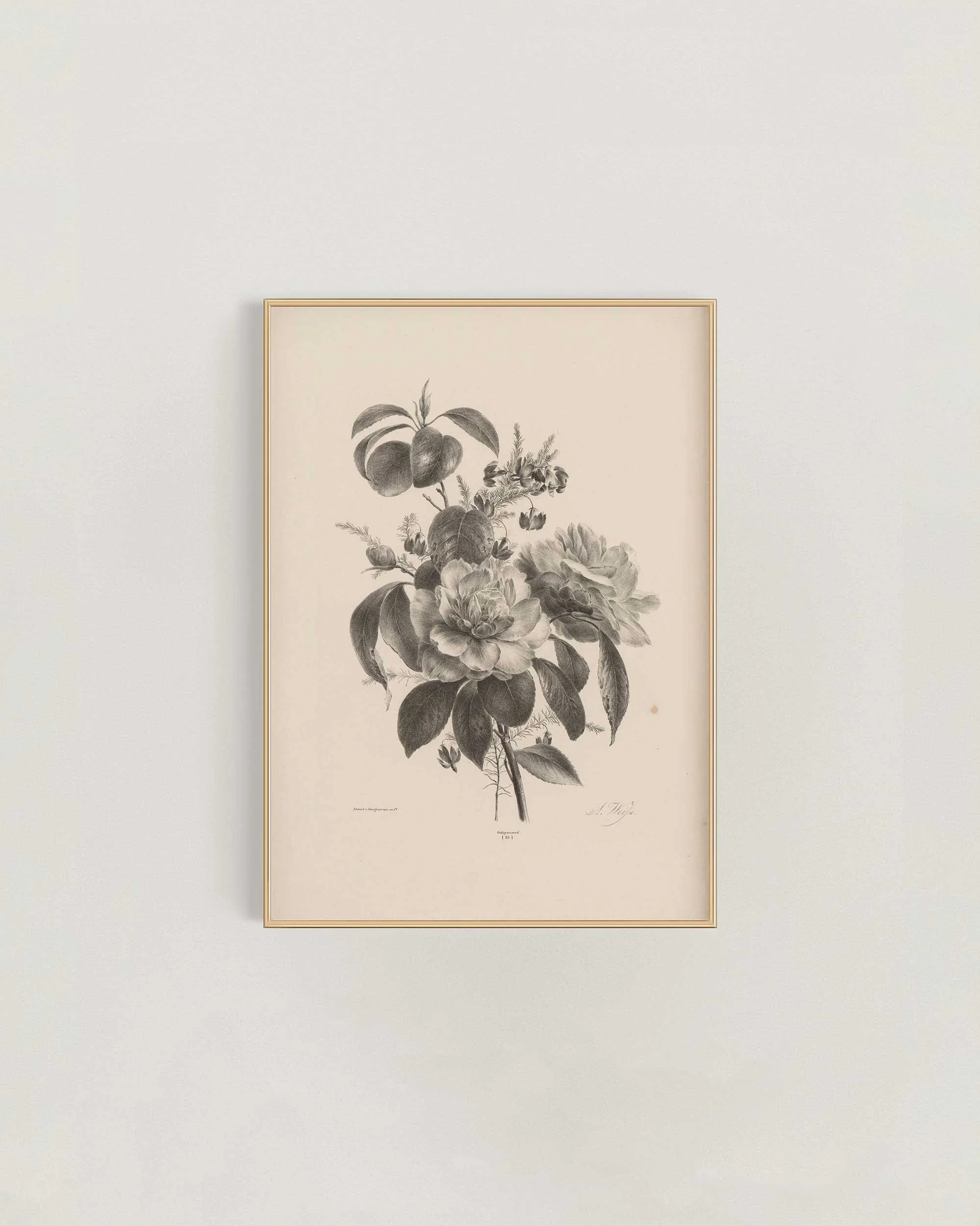 Rose-Study-II-Frame-.jpg