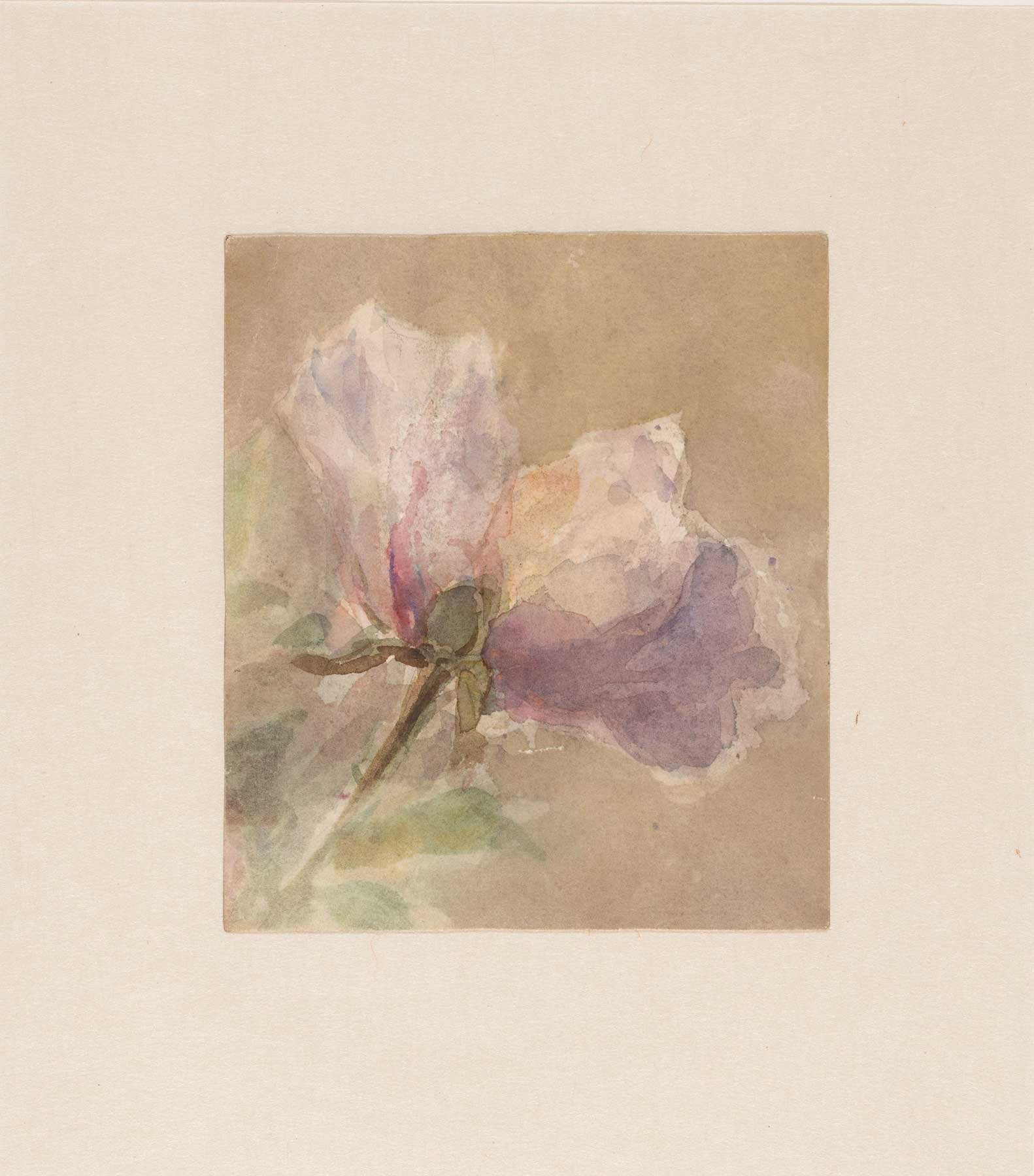 Wilted Rose