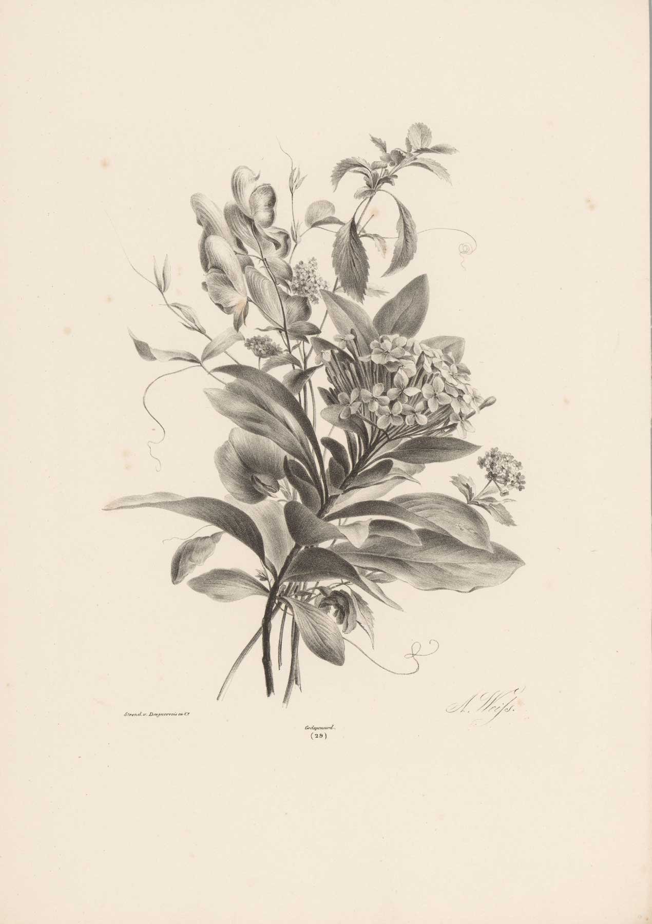 Hydrangea-StudyWS.jpg