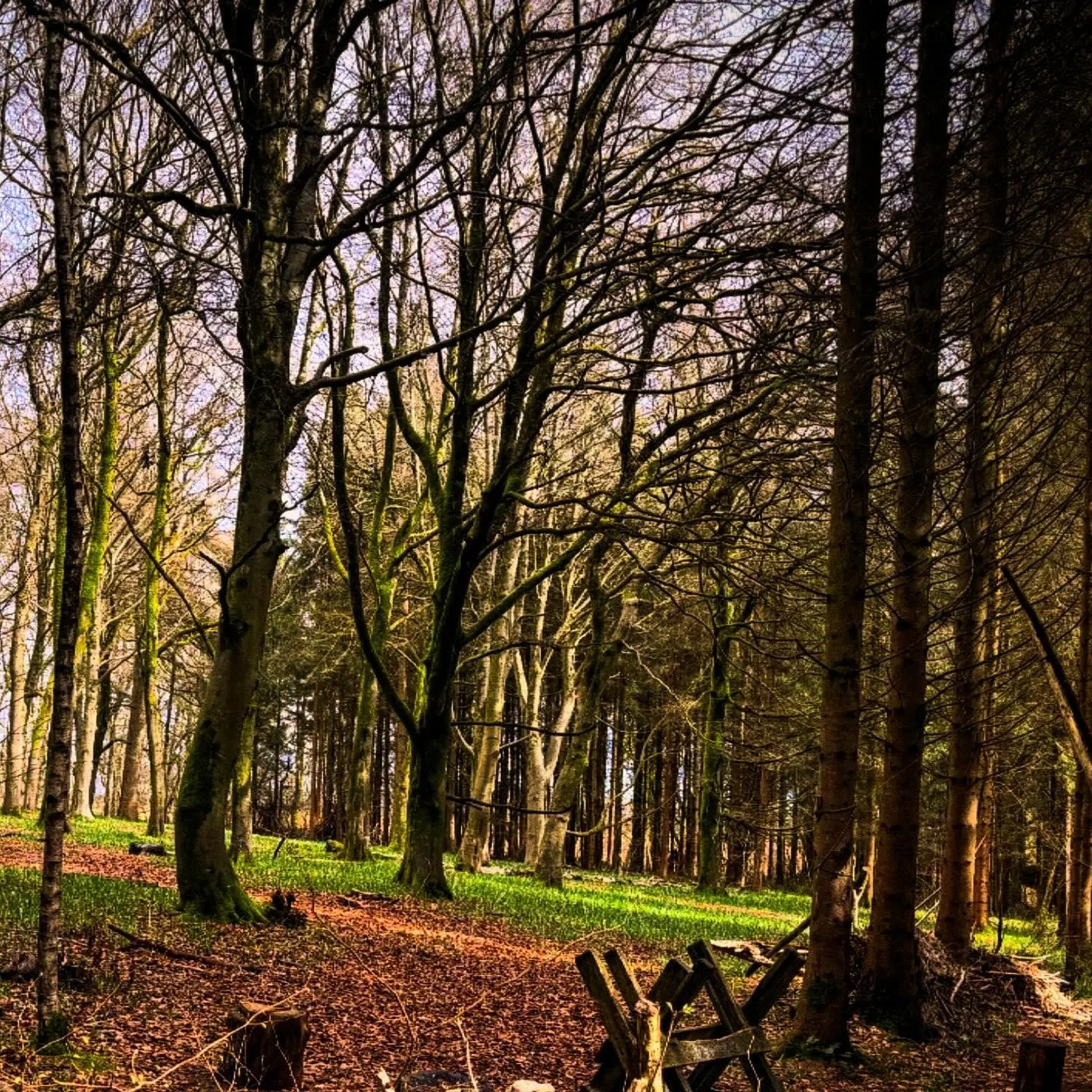 A snapshot of future magic. Bluebells. Green shoots amongst the trees that, warmed by the sun in the coming days, will bloom into precious bluebells. 

Bluebells that (crossing everything) are going to be out when we gather in the woods a week from t