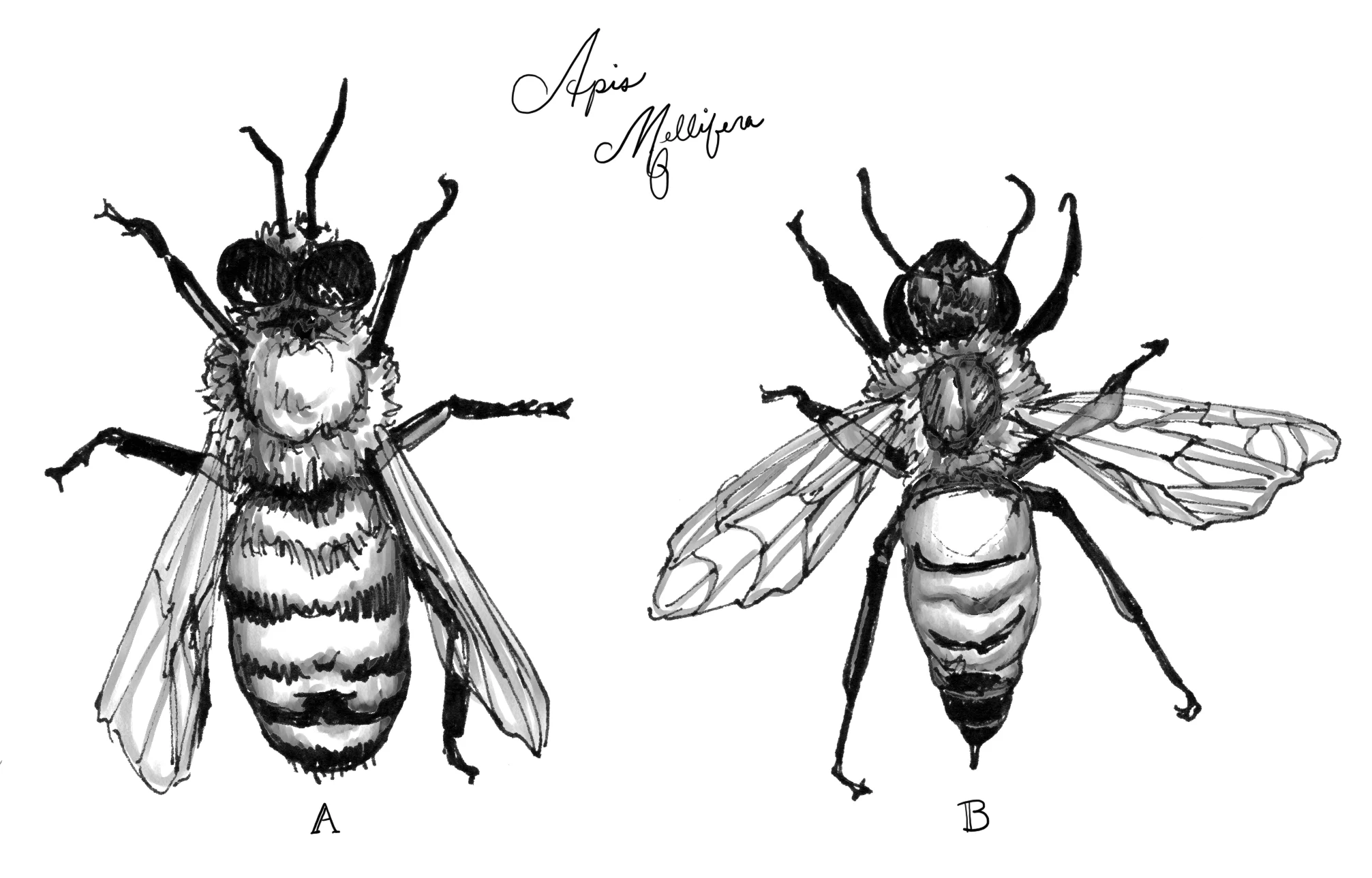 17.05.09_bees.jpg