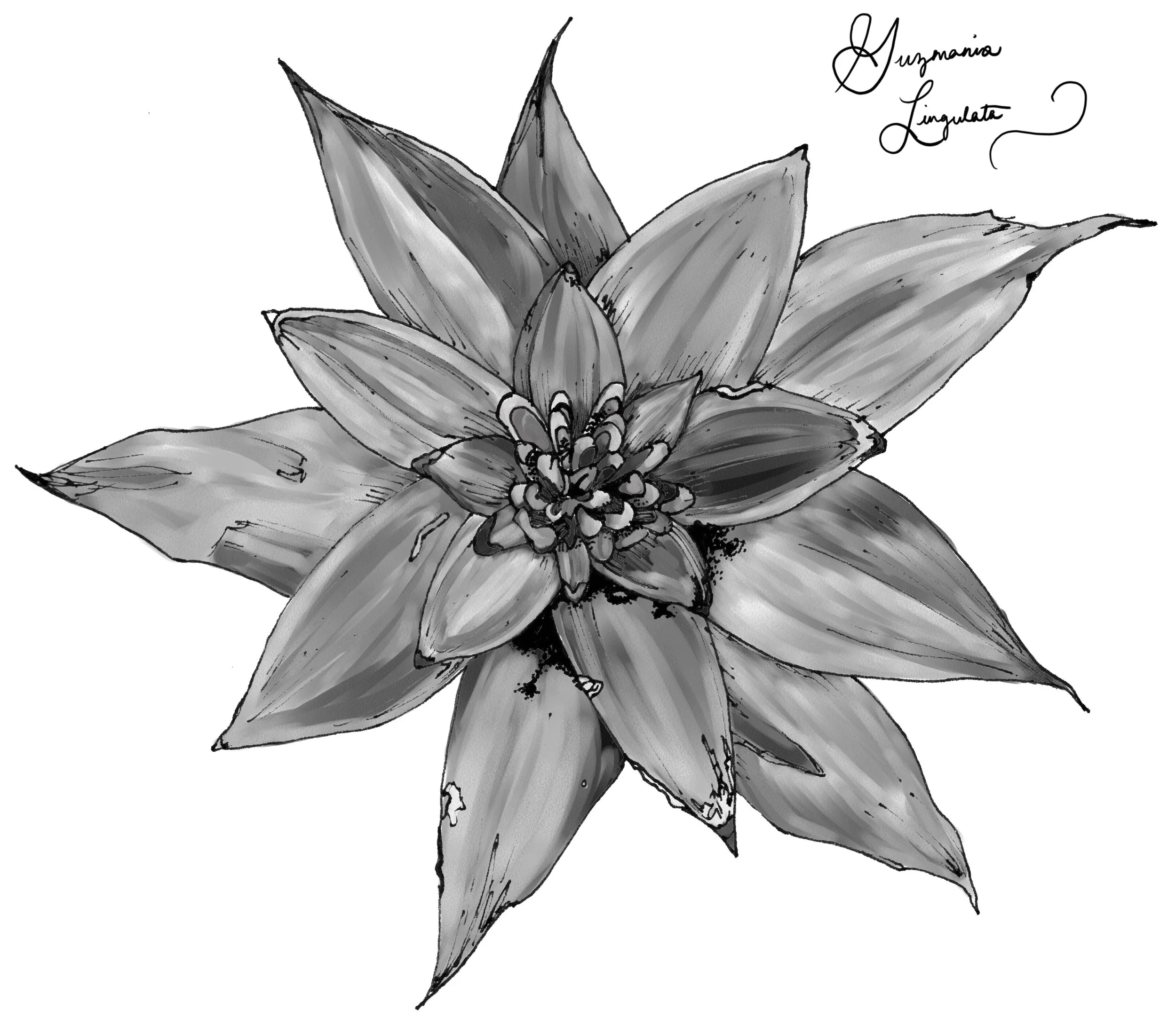 17.05.09_bromeliad.jpg