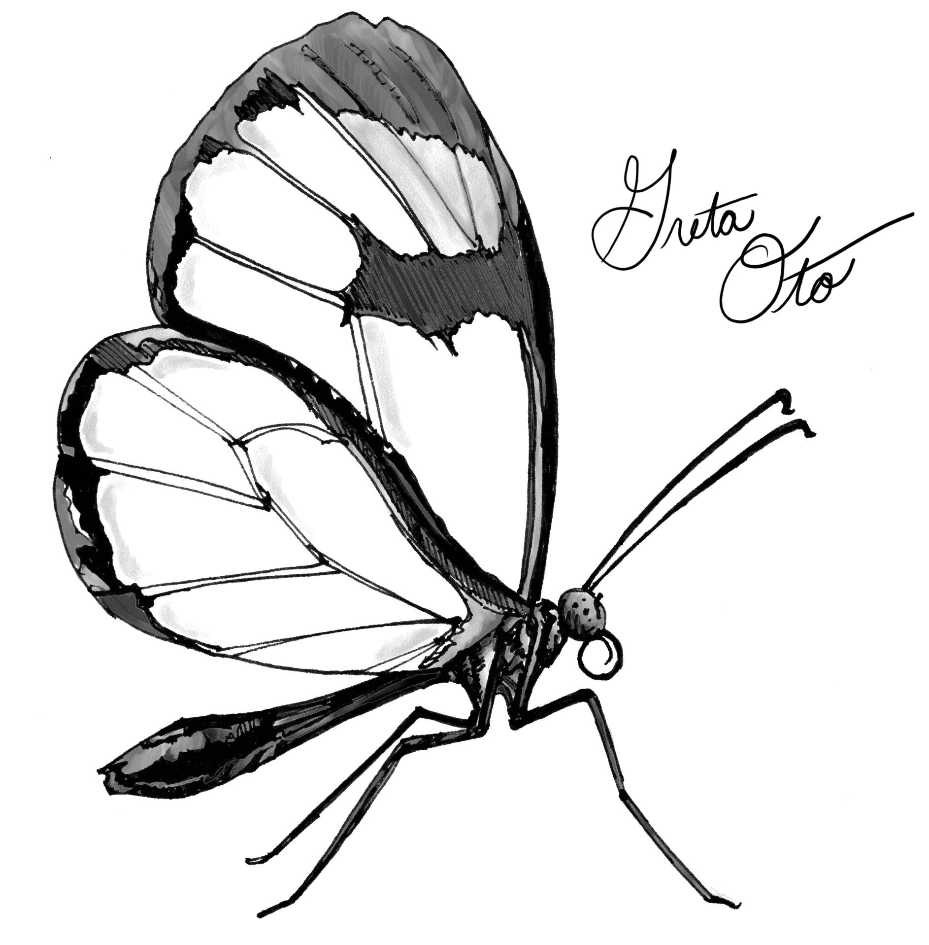 17.05.09_glasswing.jpg