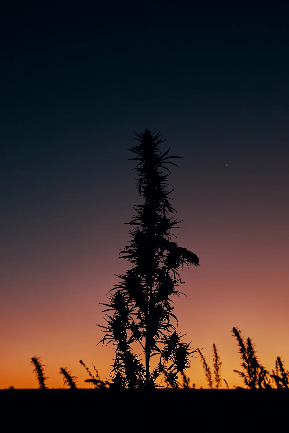 Storytelling for Auxly Cannabis Group in Uruguay
The Canadian company has a couple of sites where they produce medicinal marijuana.