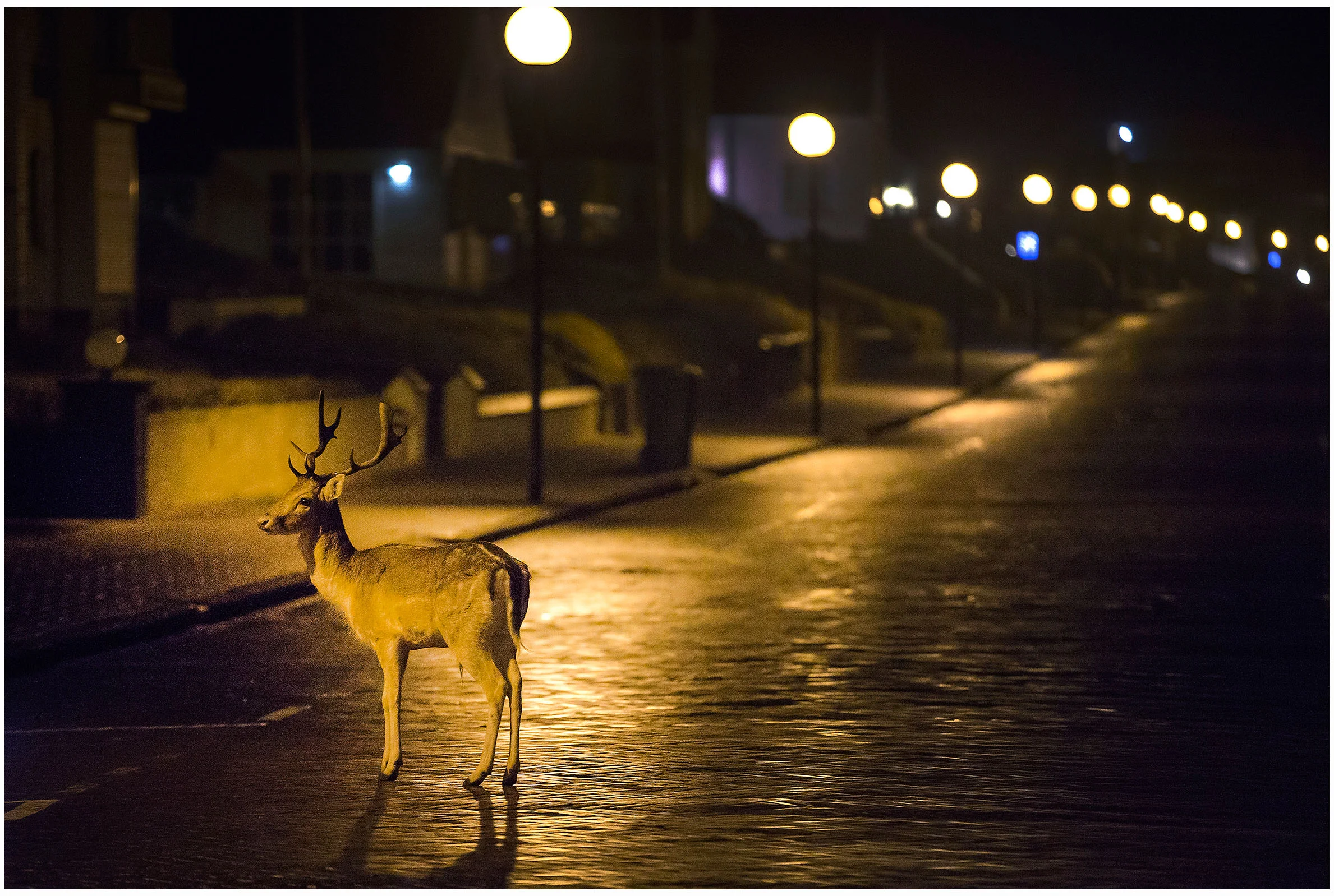 Herten uit het Amsterdamse Waterleidingduinen gebied zorgen voor overlast en gevaarlijke situaties in Zandvoort en omgeving. Besloten is de dierenpopulatie van ongeveer 3800 terug te brengen naar 800 door ze af te schieten.