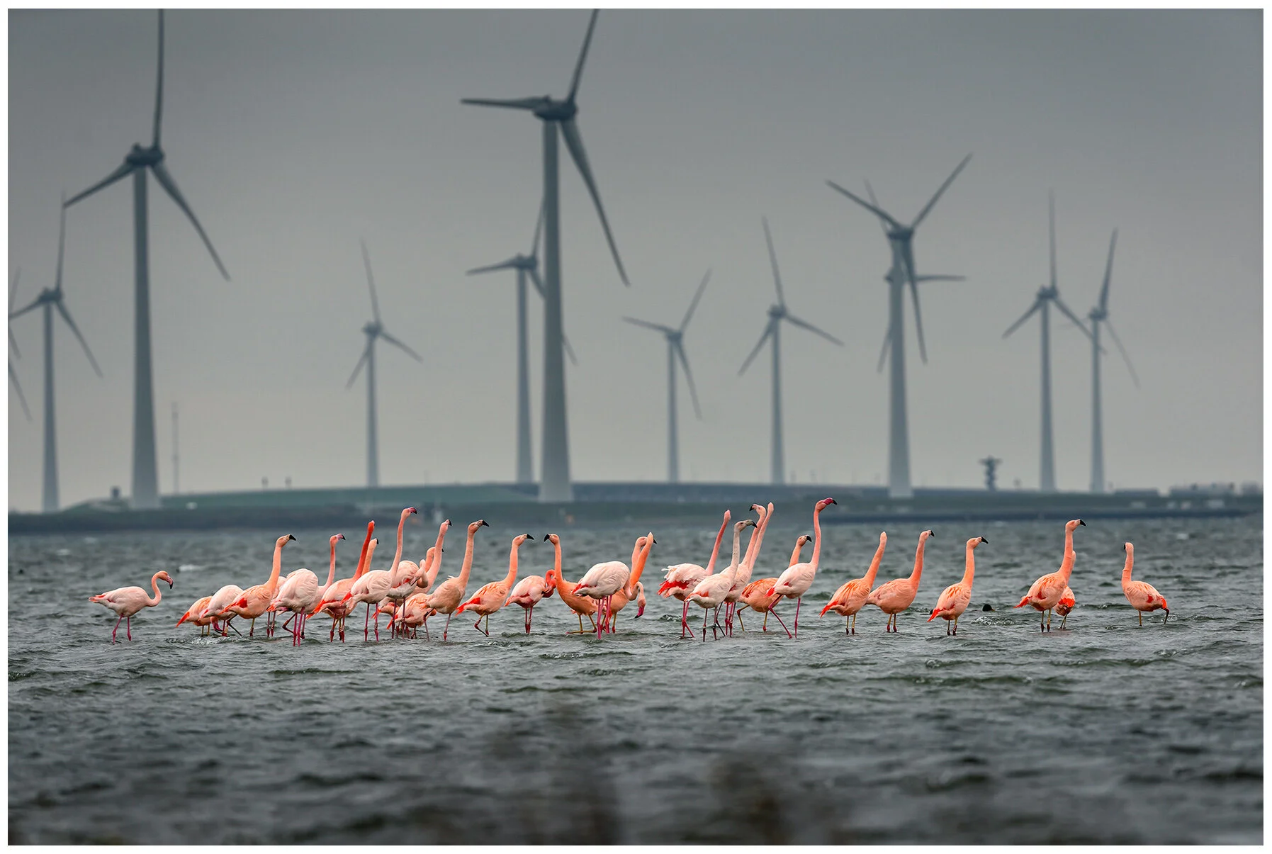  Flamingo’s in het Grevelingenmeer in Zeeland. 