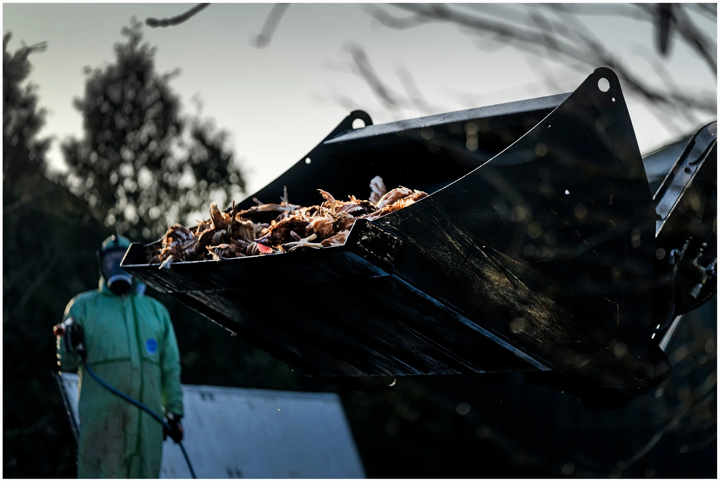  Bij een met vogelgriep besmet pluimveebedrijf in Idsegahuizum worden alle kippen geruimd. 