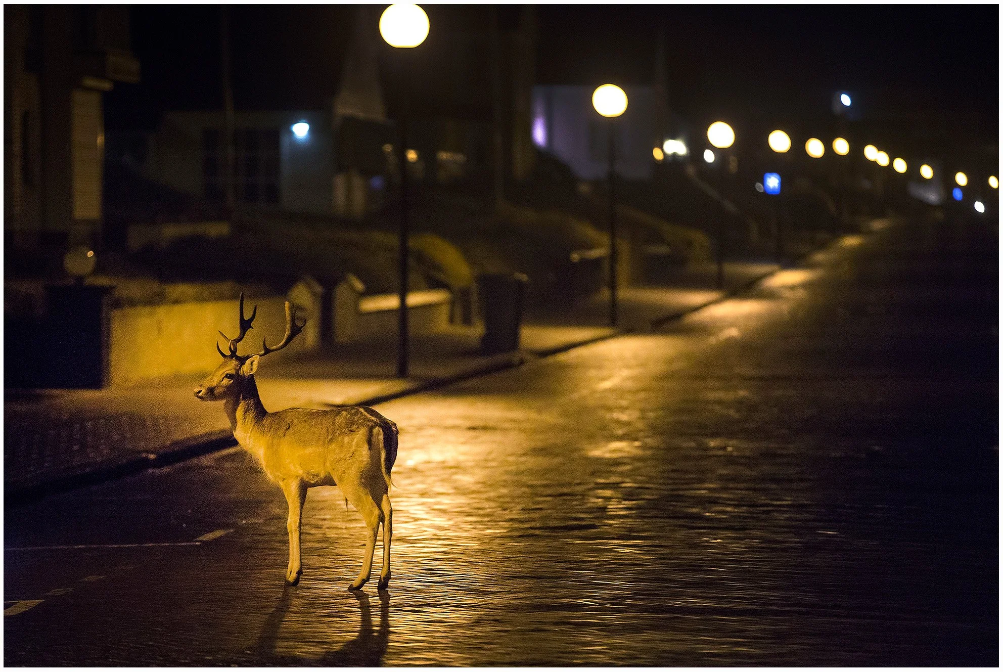  Hert loopt rond in Zandvoort. De dieren zijn er volgens de Gemeente, Provincie en beheerder Waternet in te grote getalen aanwezig. Ze zouden zorgen voor onveilige verkeerssituaties, overlast voor bewoners (komen in de tuinen en eten planten op ed), 
