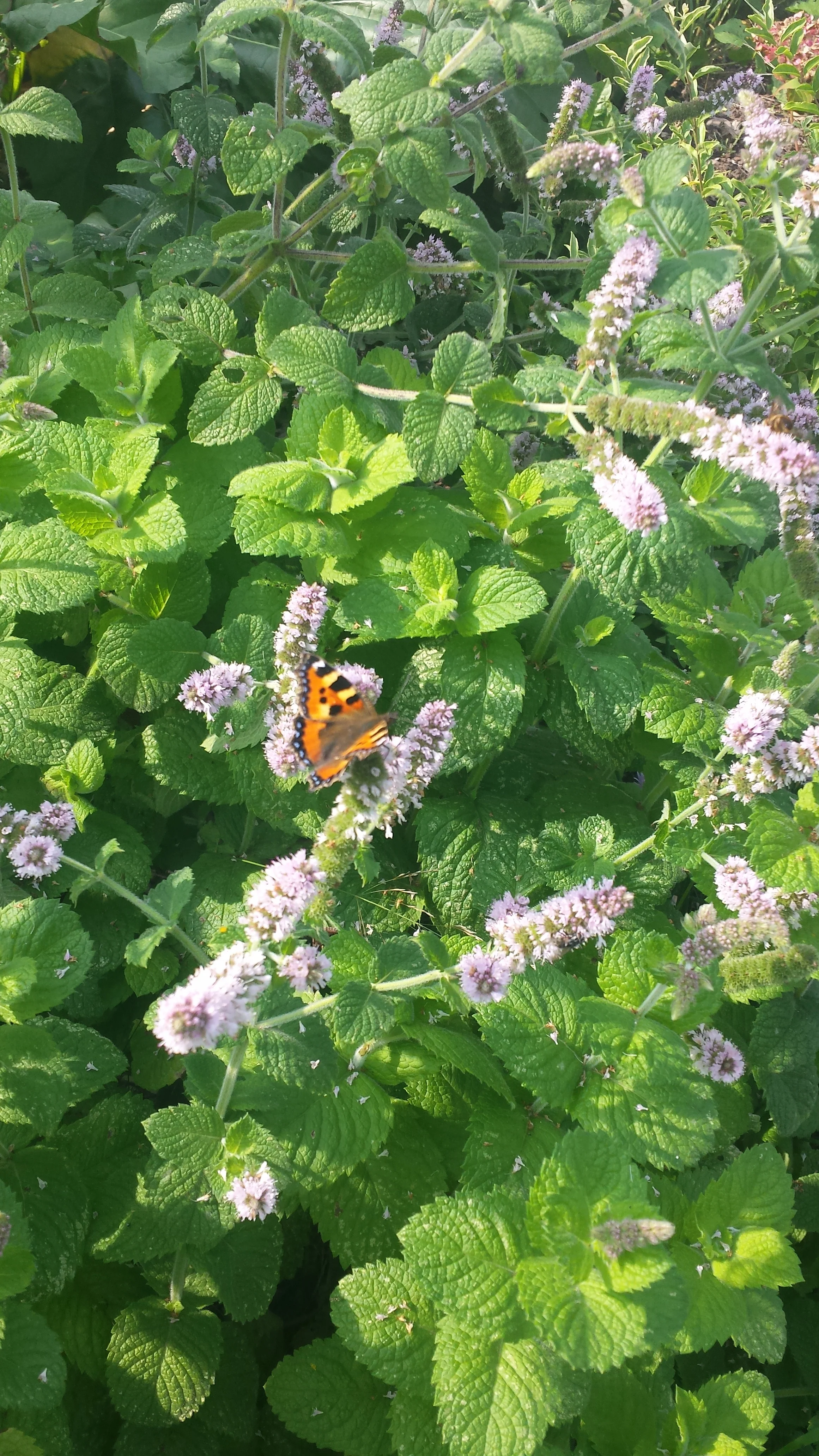 20160915_135249.jpg