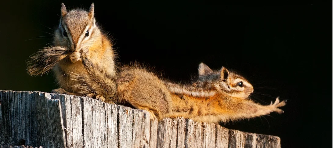 photo: Alex Badyaev/ tenbestphotos.com