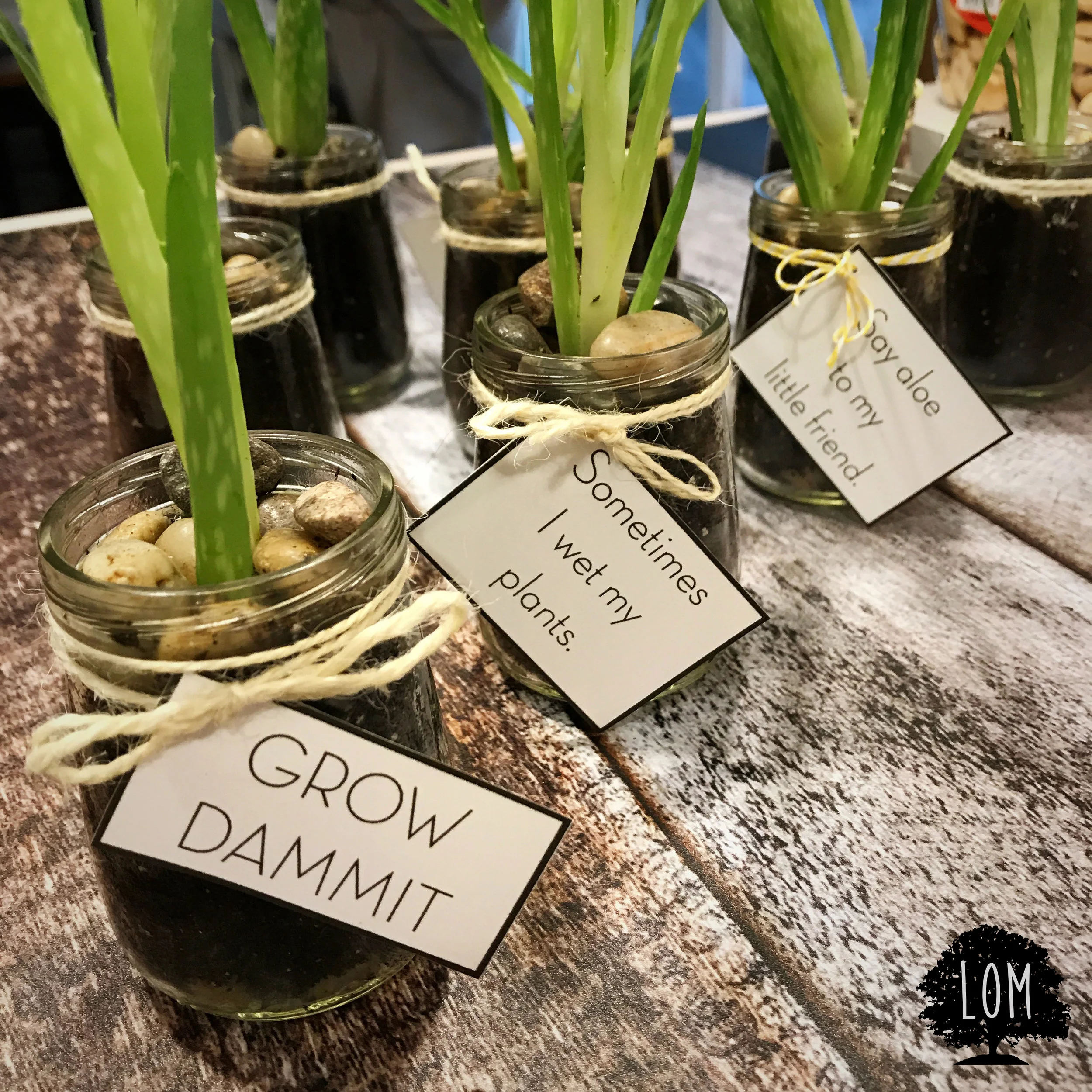 Spreading a little love, a little aloe love.