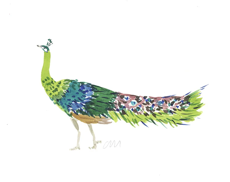 Green Peacock