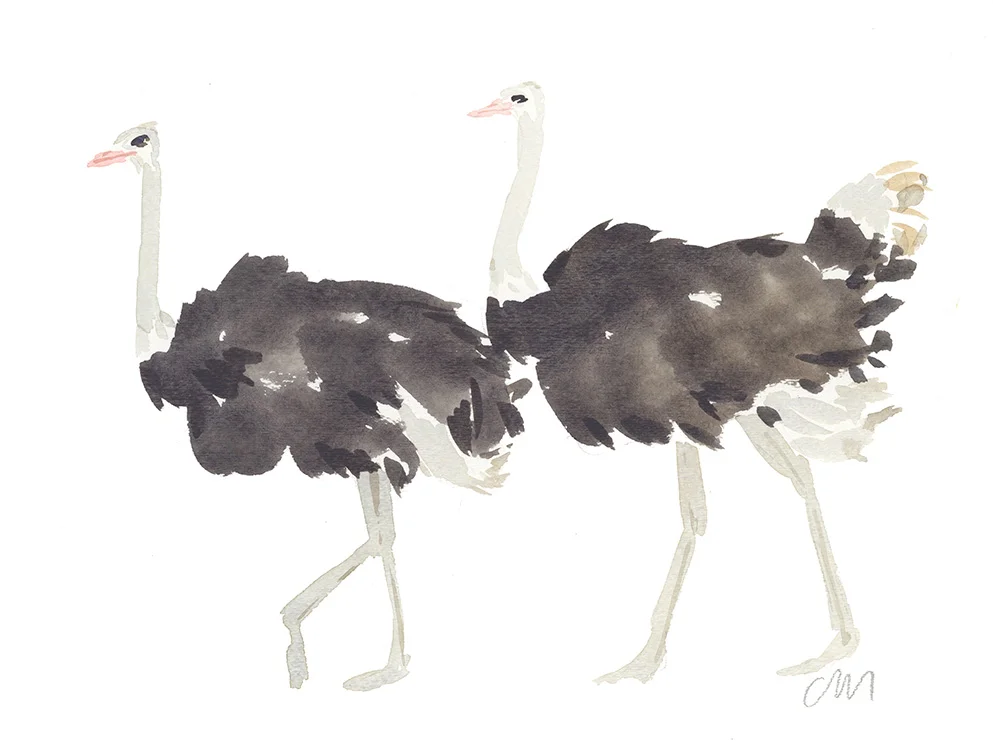 Ostriches
