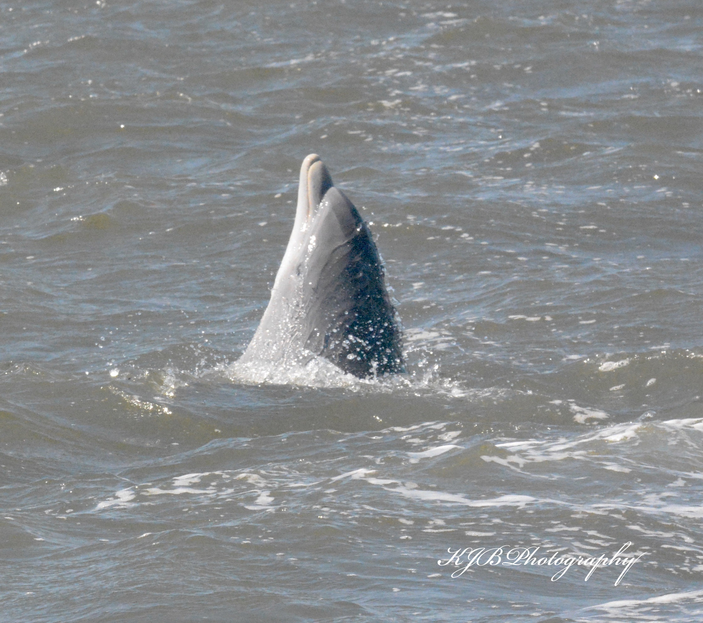 Charleston Harbor Tour