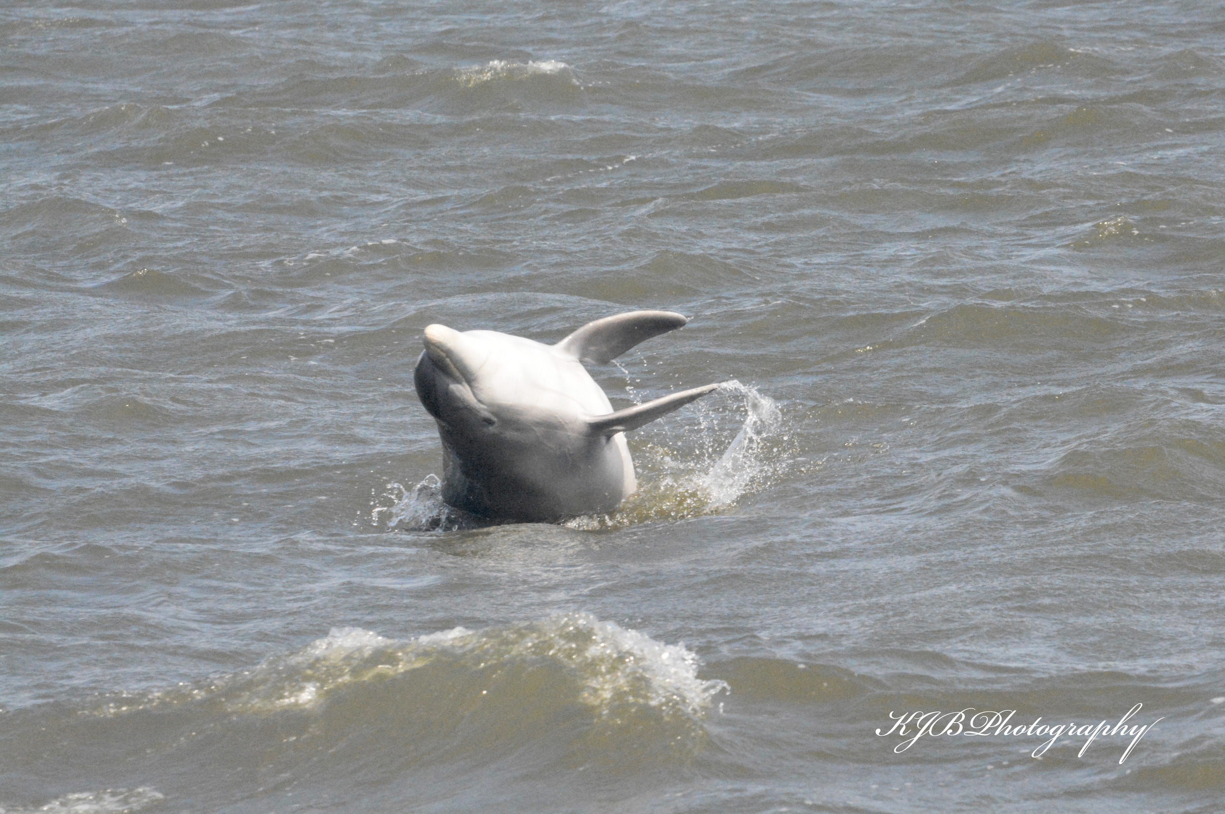 Dolphin Watching Tour